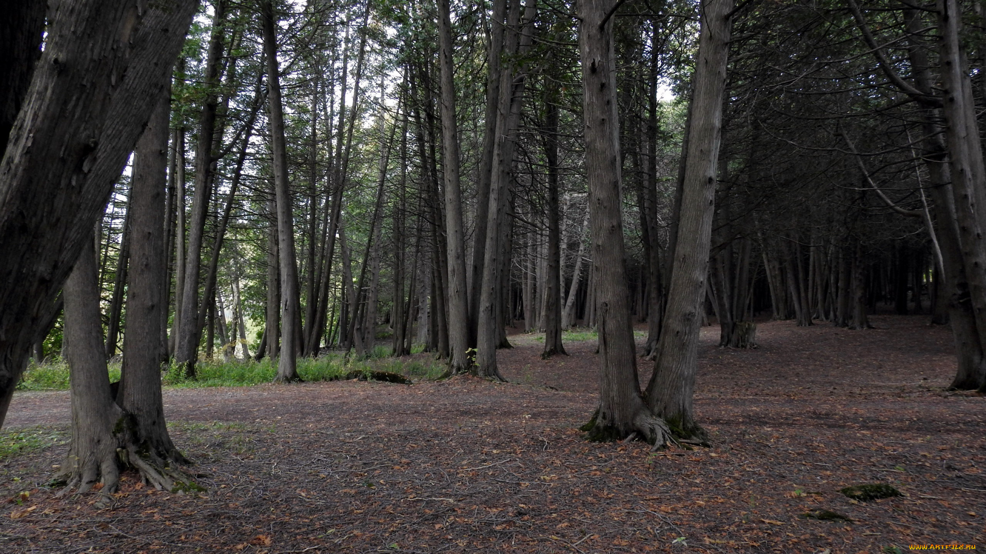 природа, лес, сосны