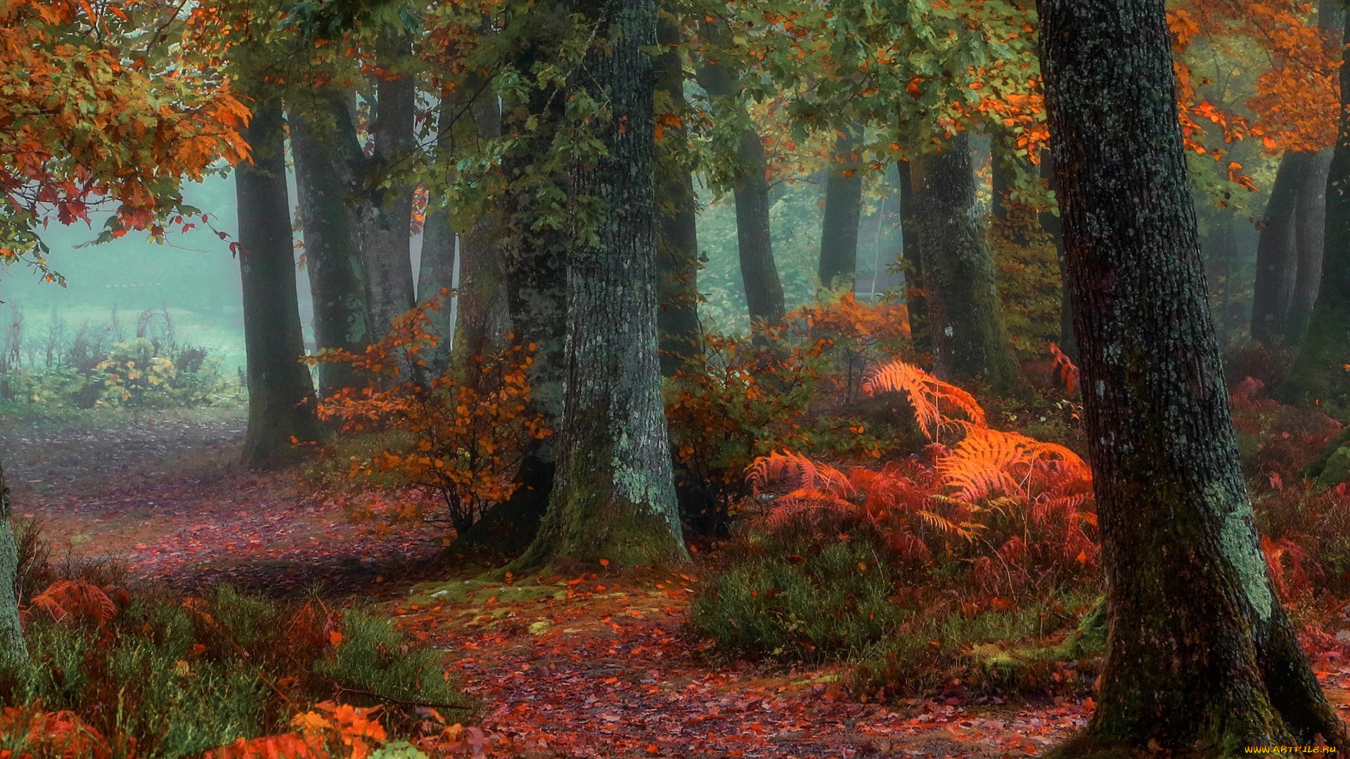 природа, лес, туман