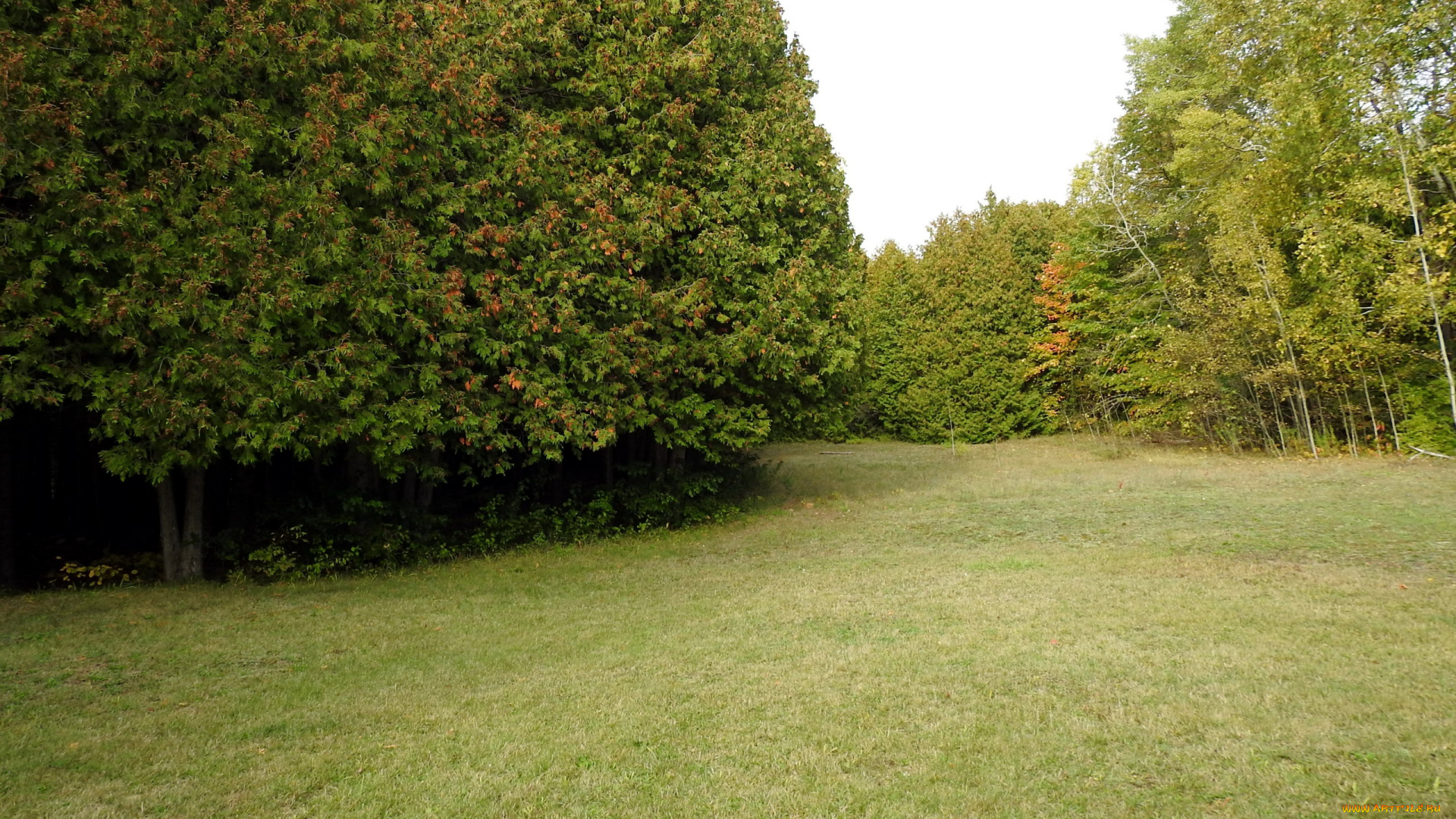 природа, парк, лужайка, деревья