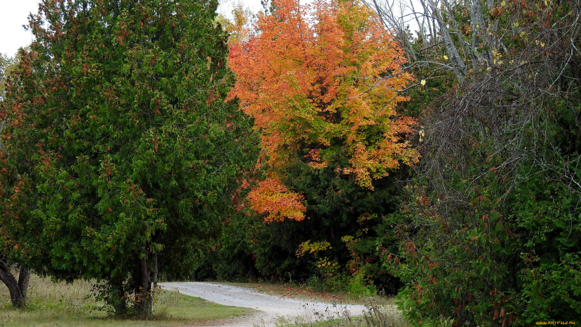 природа, парк, осень, аллея
