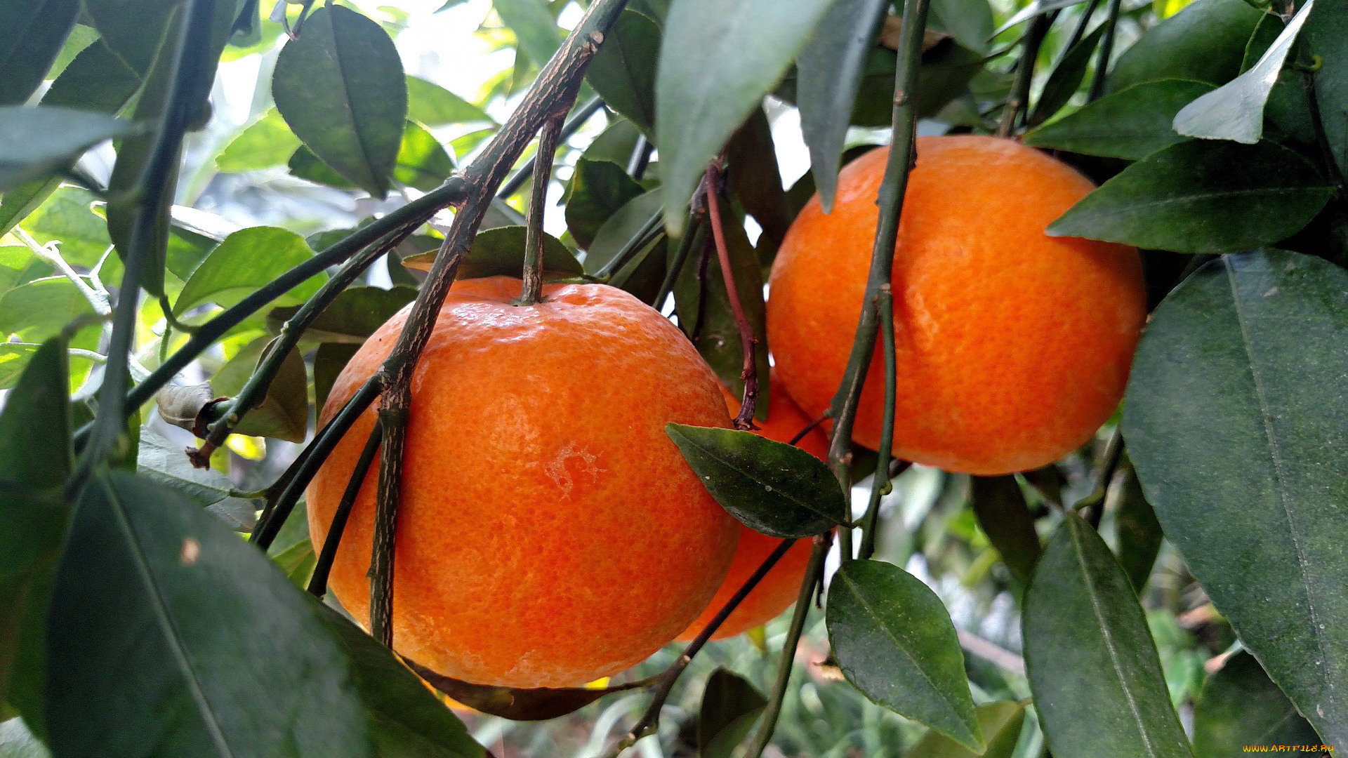 природа, плоды, мандарины