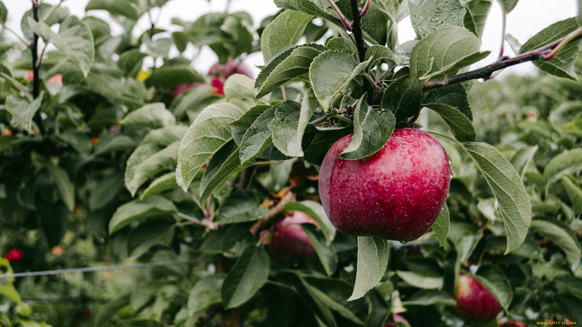 природа, плоды, яблоня, ветка, яблоки