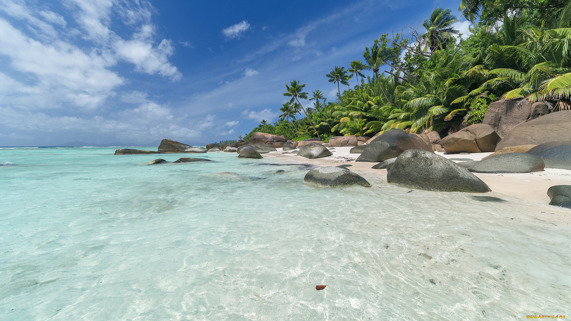 природа, тропики, пальмы, пляж, побережье, море