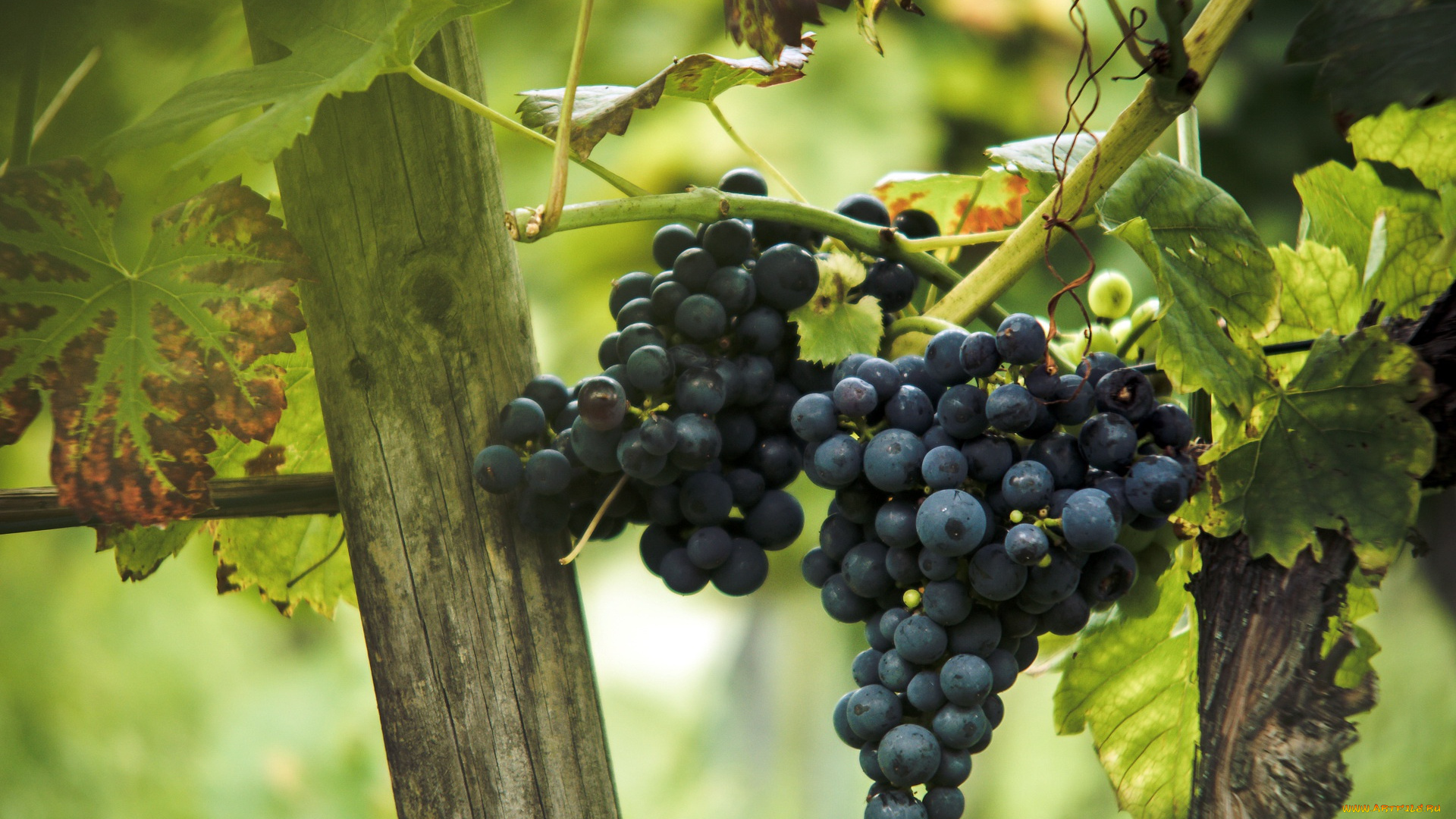 природа, Ягоды, , виноград, ягоды, фон, виноград