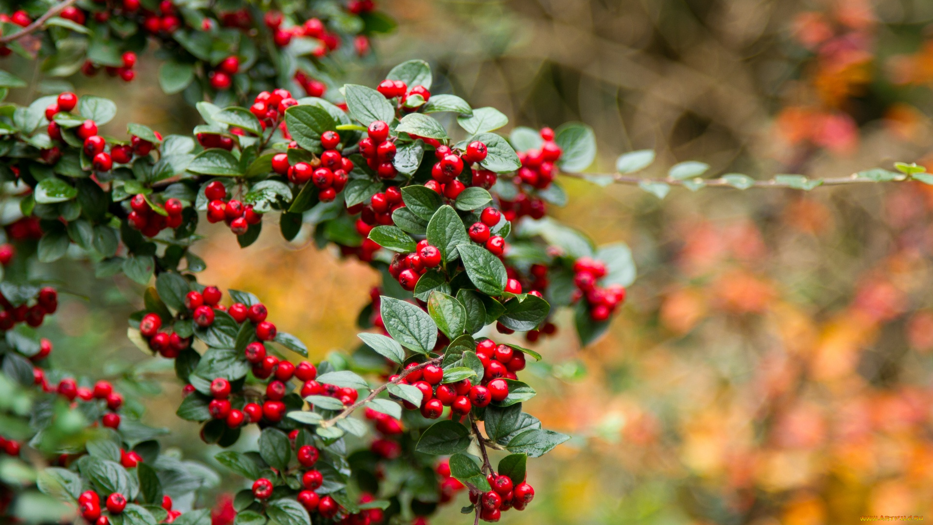 природа, Ягоды, красные, ягоды