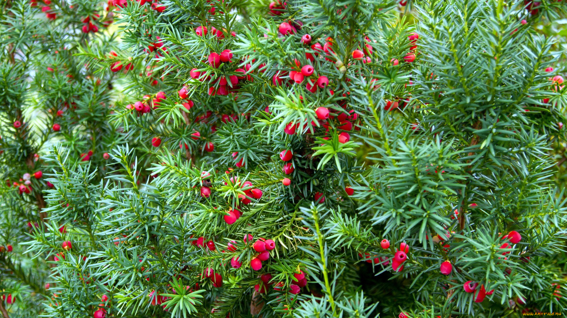 природа, Ягоды, красные, ягоды