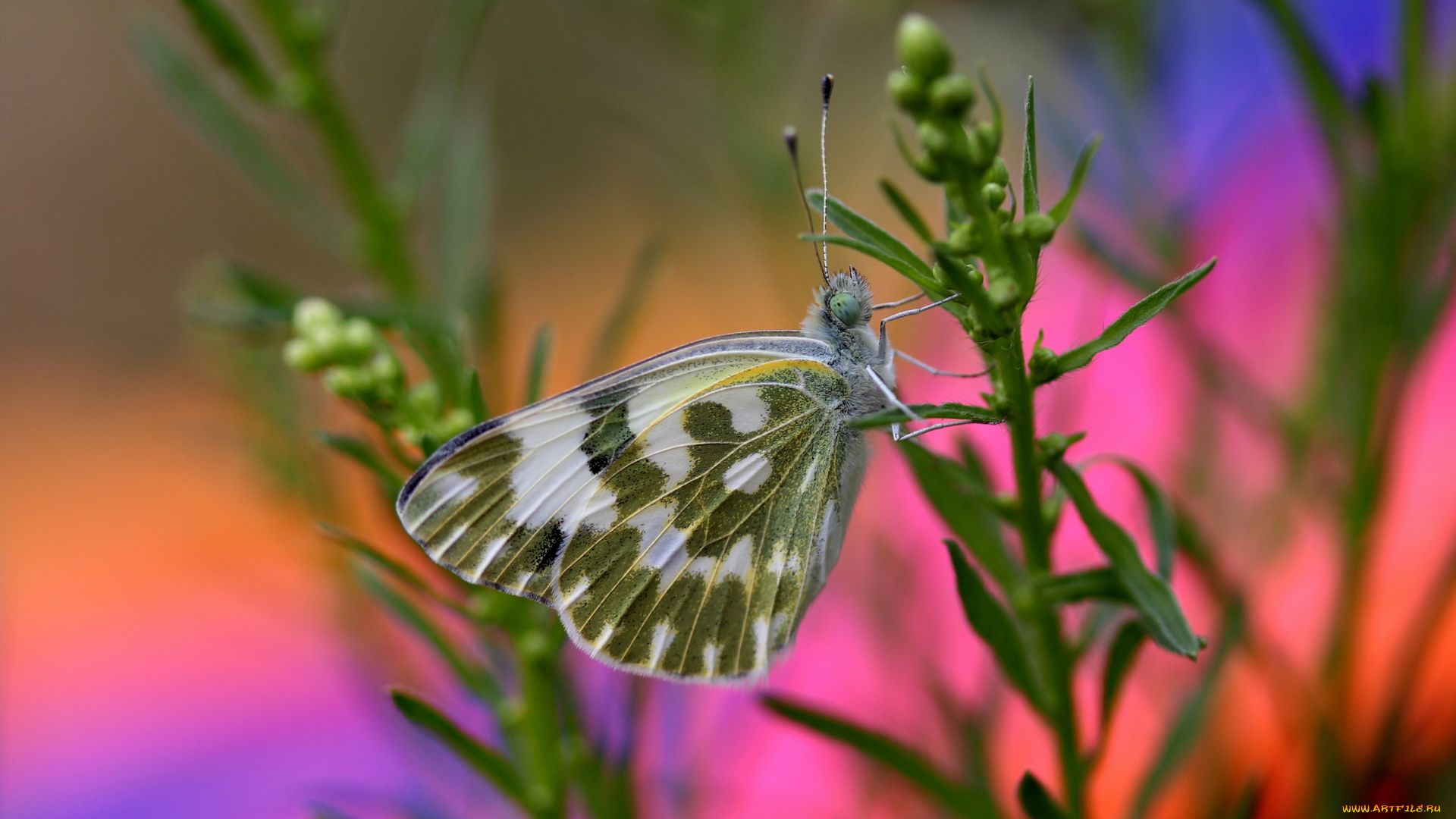 животные, бабочки, , мотыльки, , моли, бабочка
