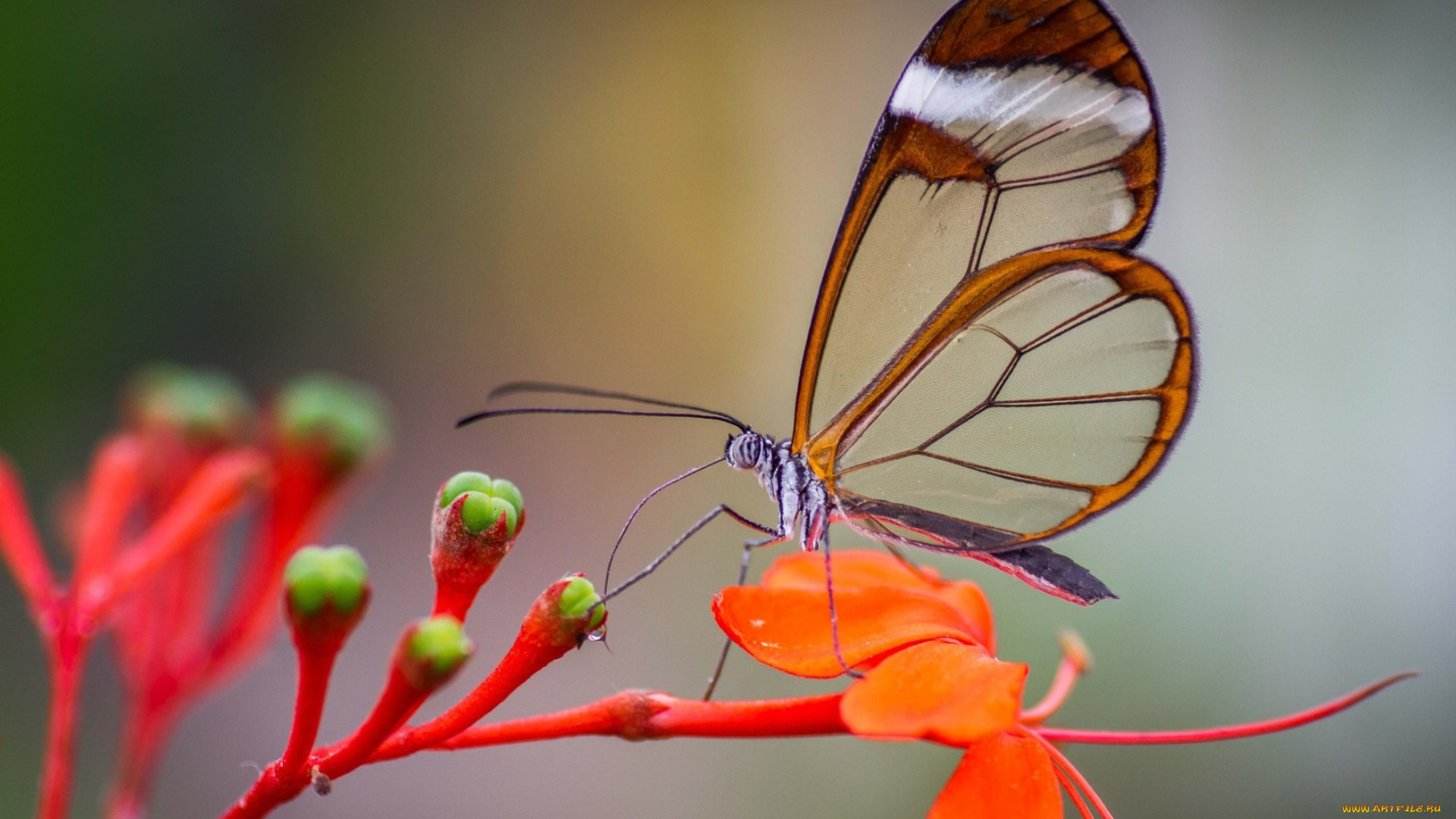 животные, бабочки, , мотыльки, , моли, цветы, соцветие, бабочка