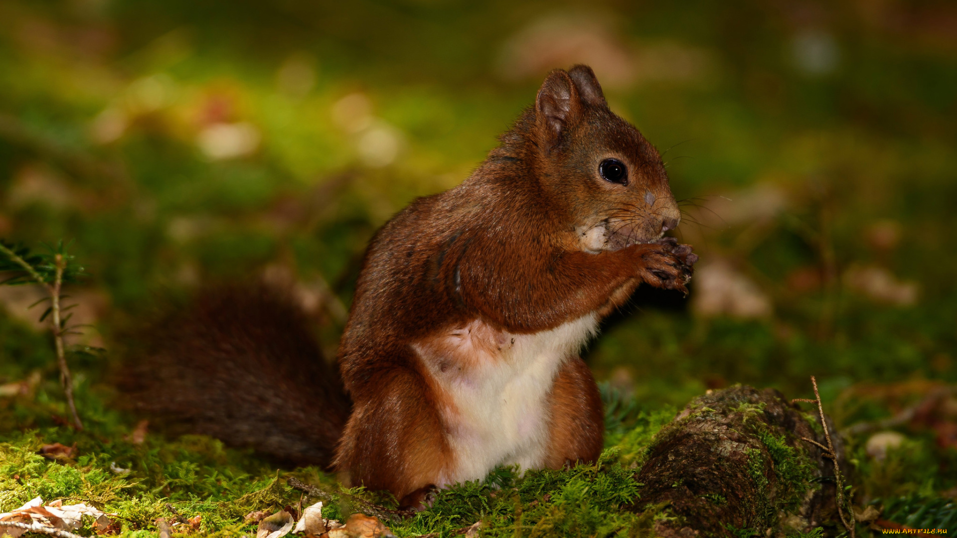 животные, белки, ушка, белка, милашка, хвостик, лапки