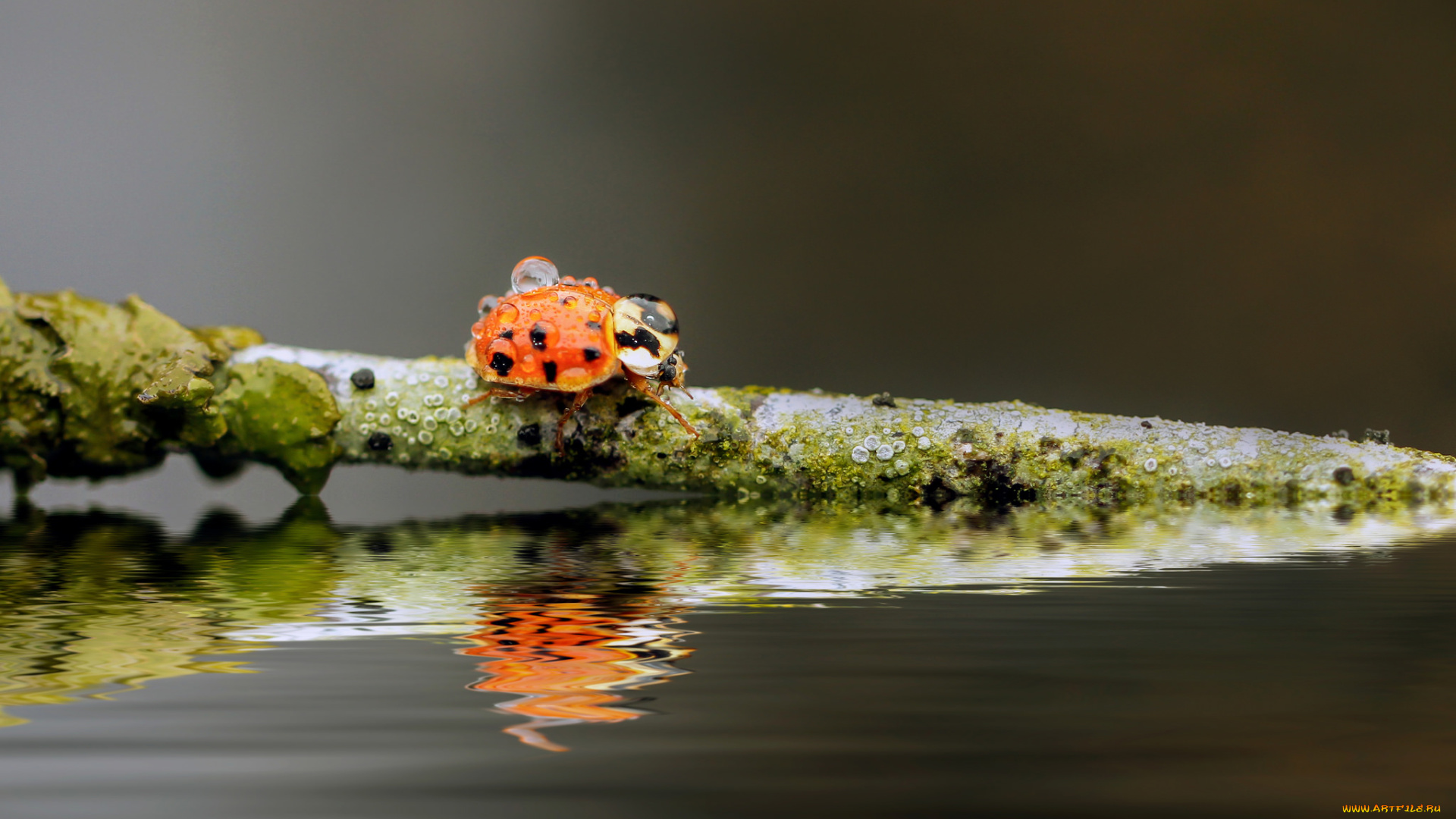 животные, божьи, коровки, ветка, божья, коровка, вода, фон, капли