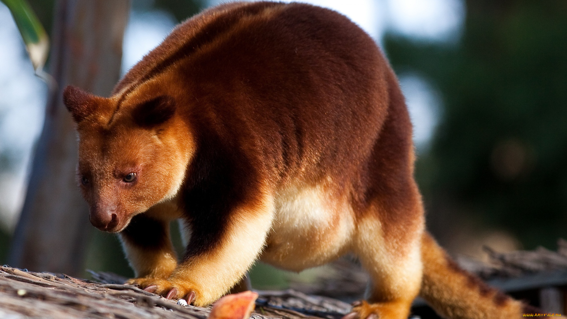 животные, кенгуру, гудфеллоу