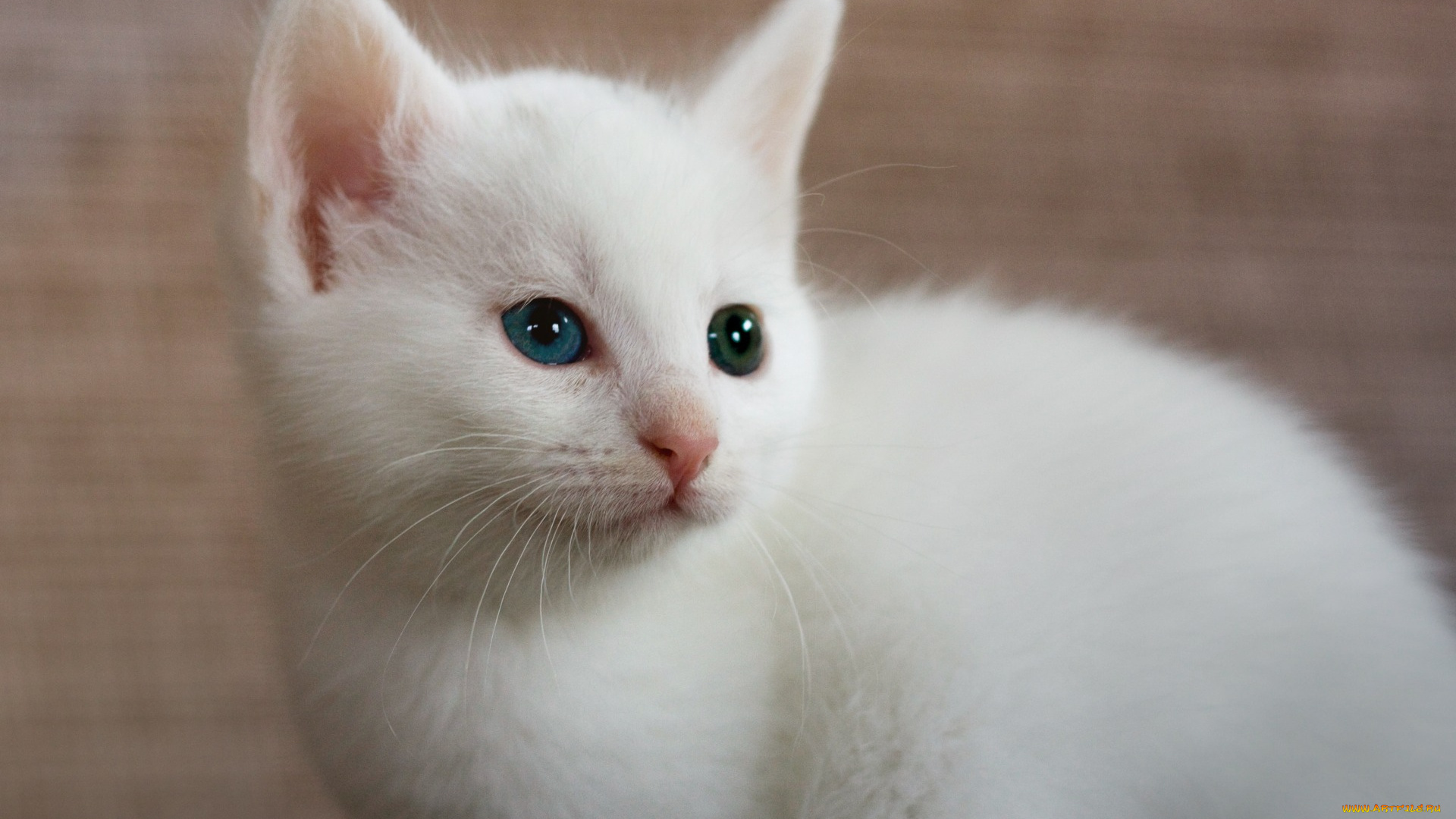 животные, коты, белый, цвет