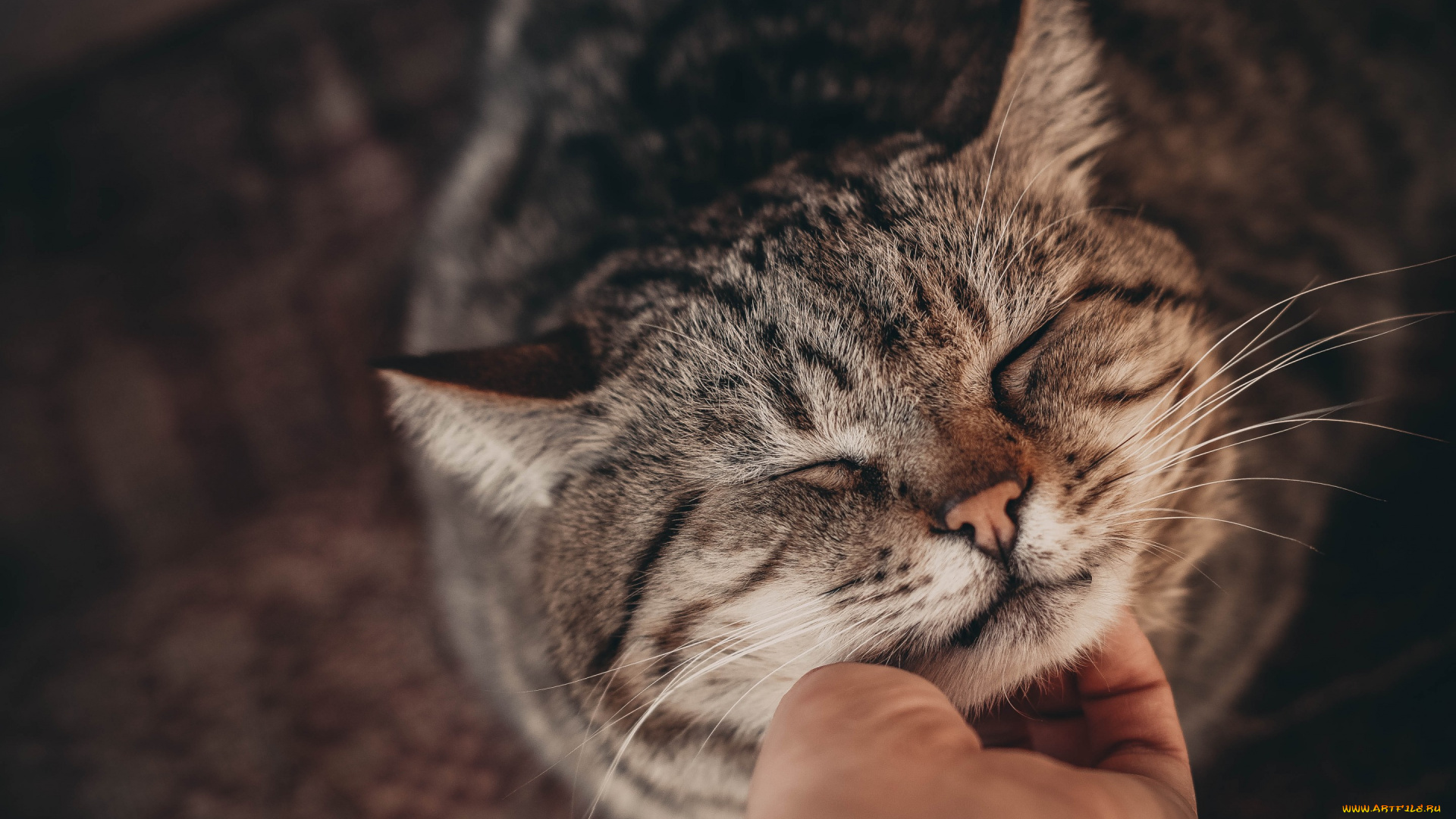 животные, коты, cat, рука, кошка