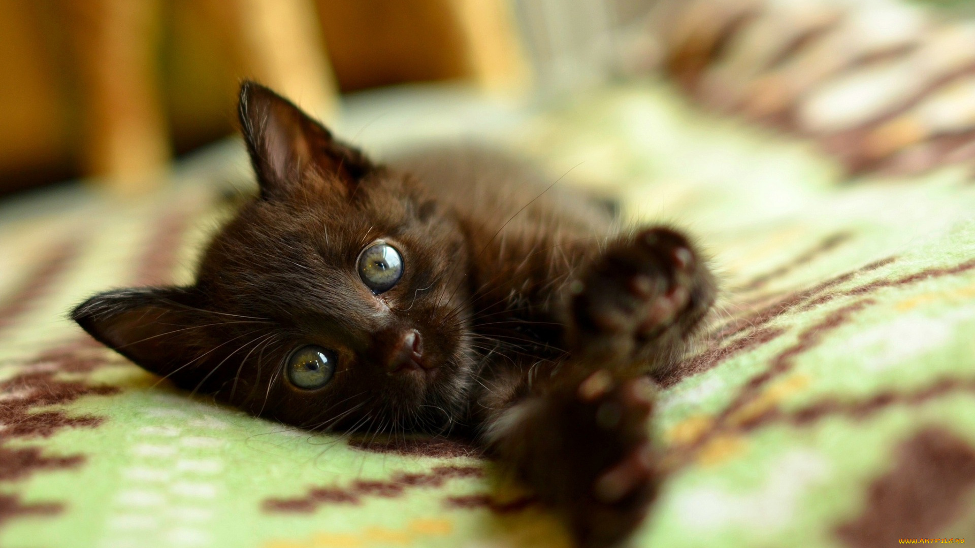 животные, коты, черный, цвет