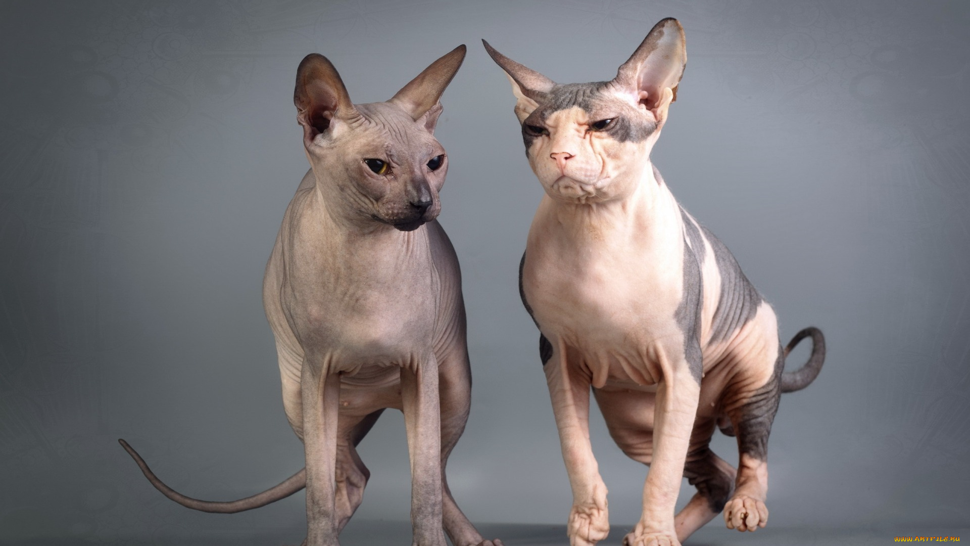 животные, коты, двое