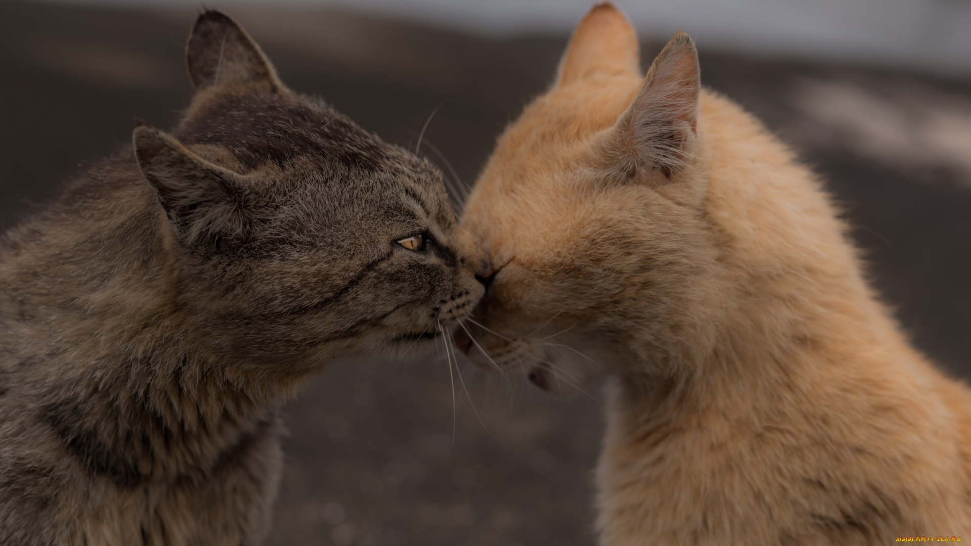 животные, коты, двое
