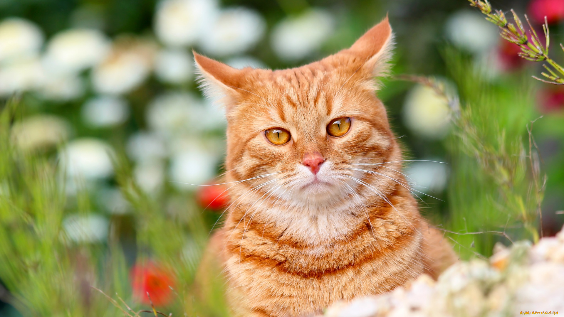 животные, коты, кот, степан, стёпка, лето, кошки, питомцы, дача, природа, рыжий