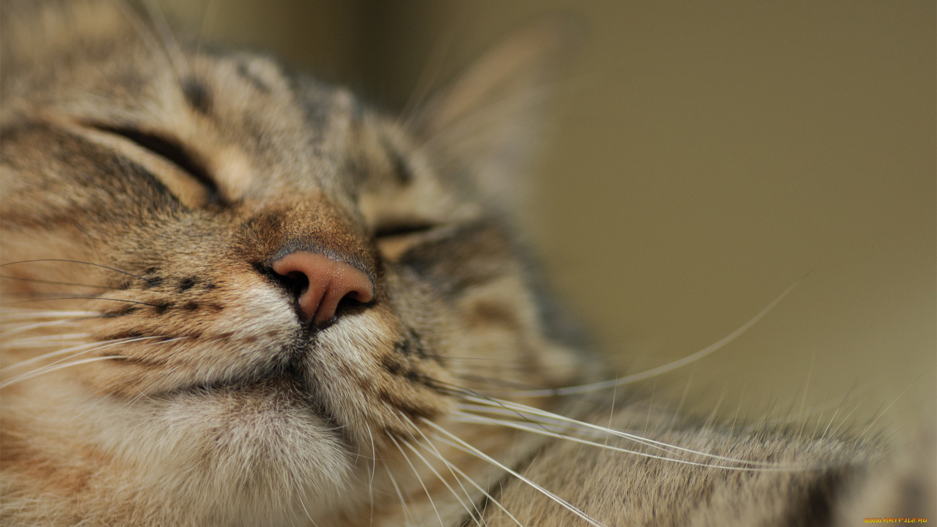 животные, коты, морда