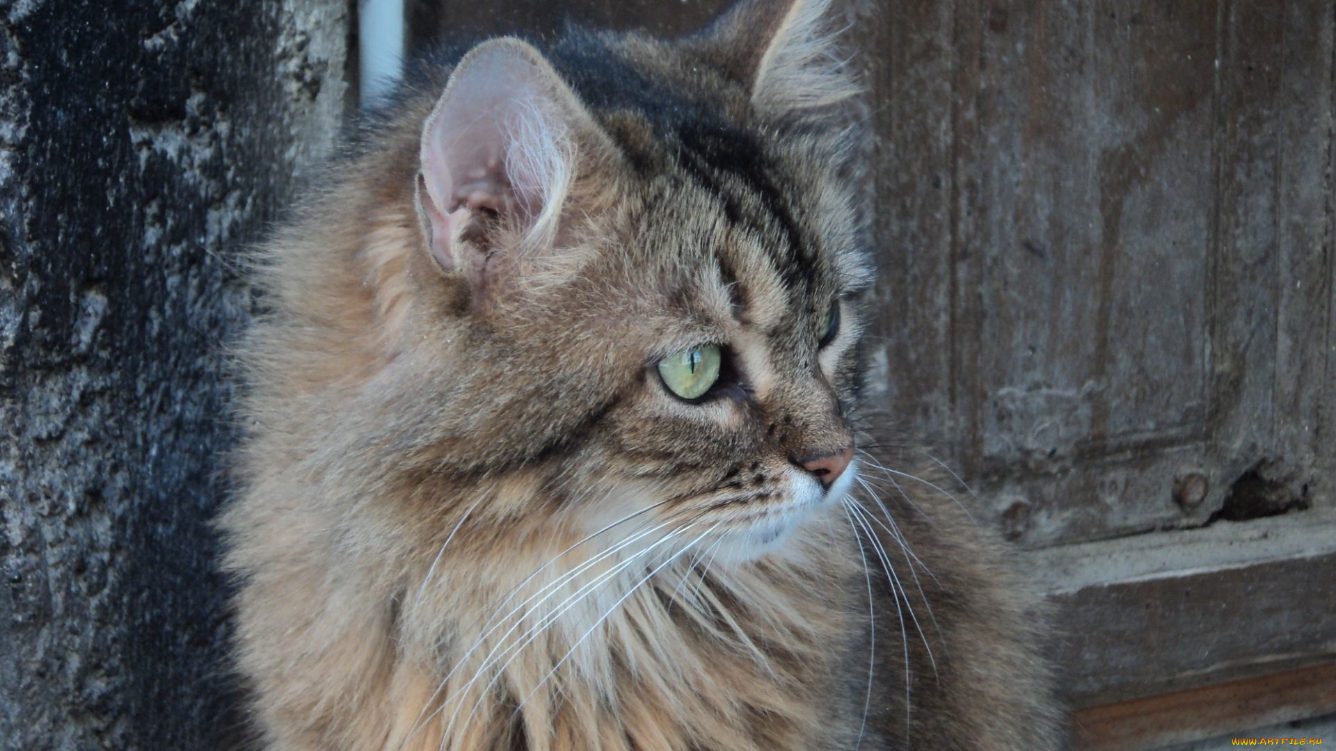 животные, коты, морда