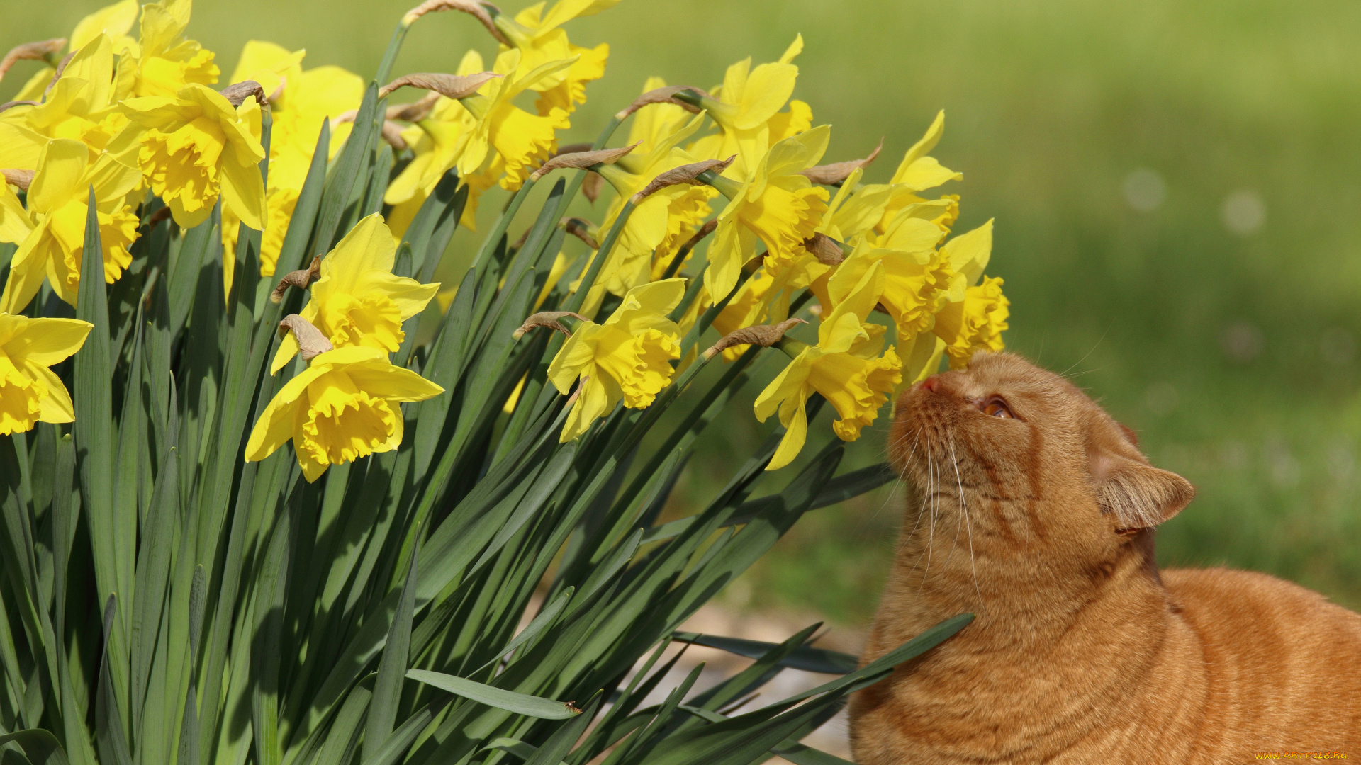 животные, коты, нарциссы, цветы, кошка, рыжий, кот