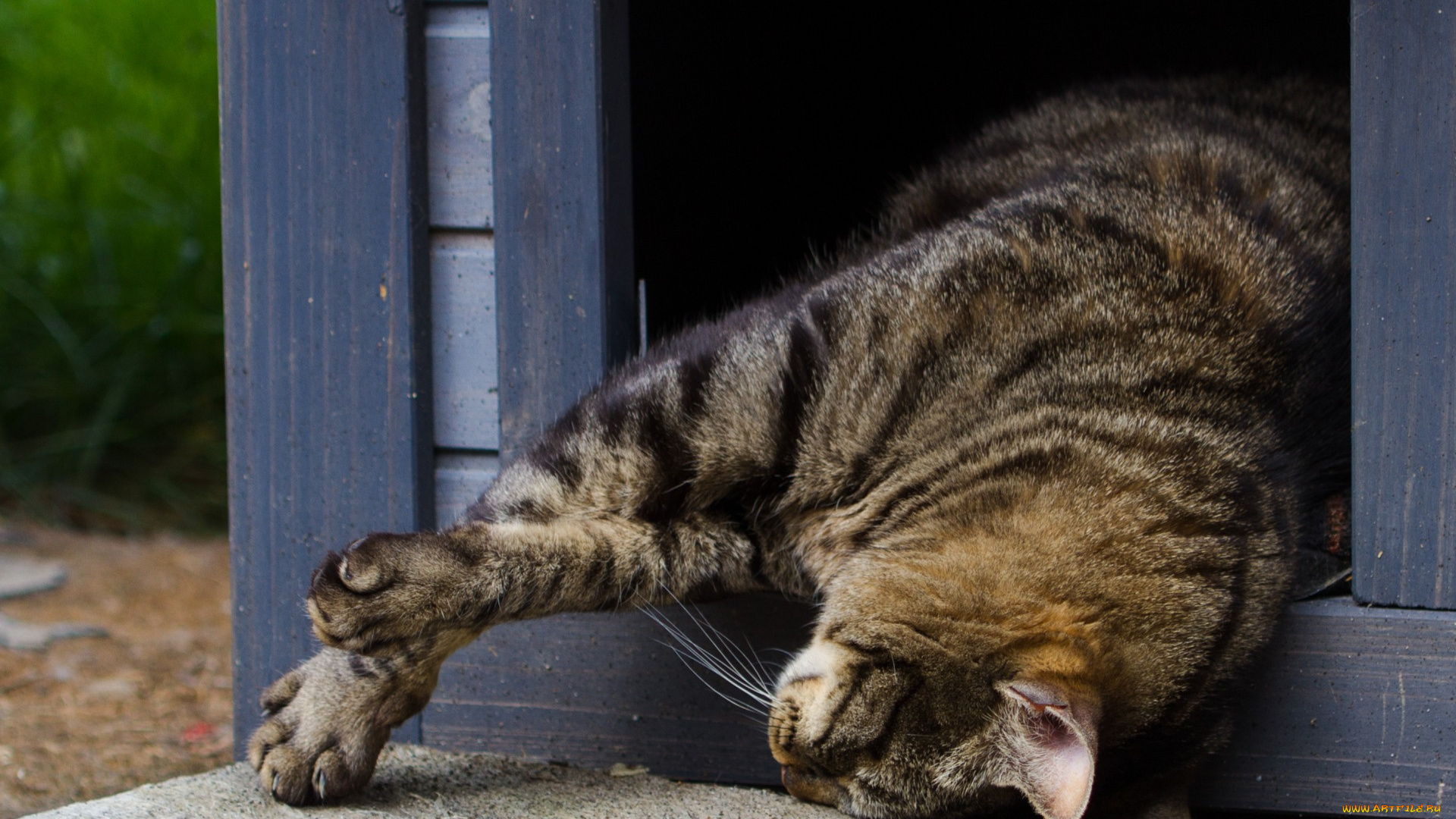 животные, коты, отдых