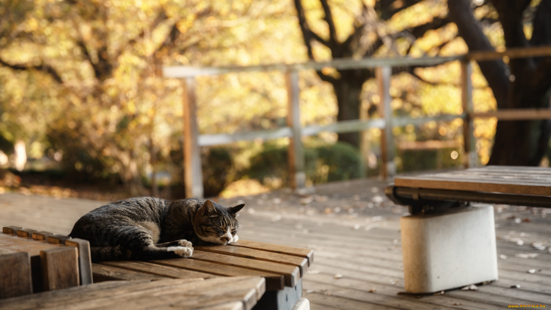 животные, коты, отдых