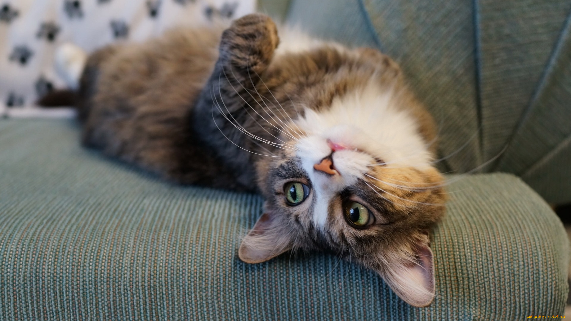 животные, коты, отдых