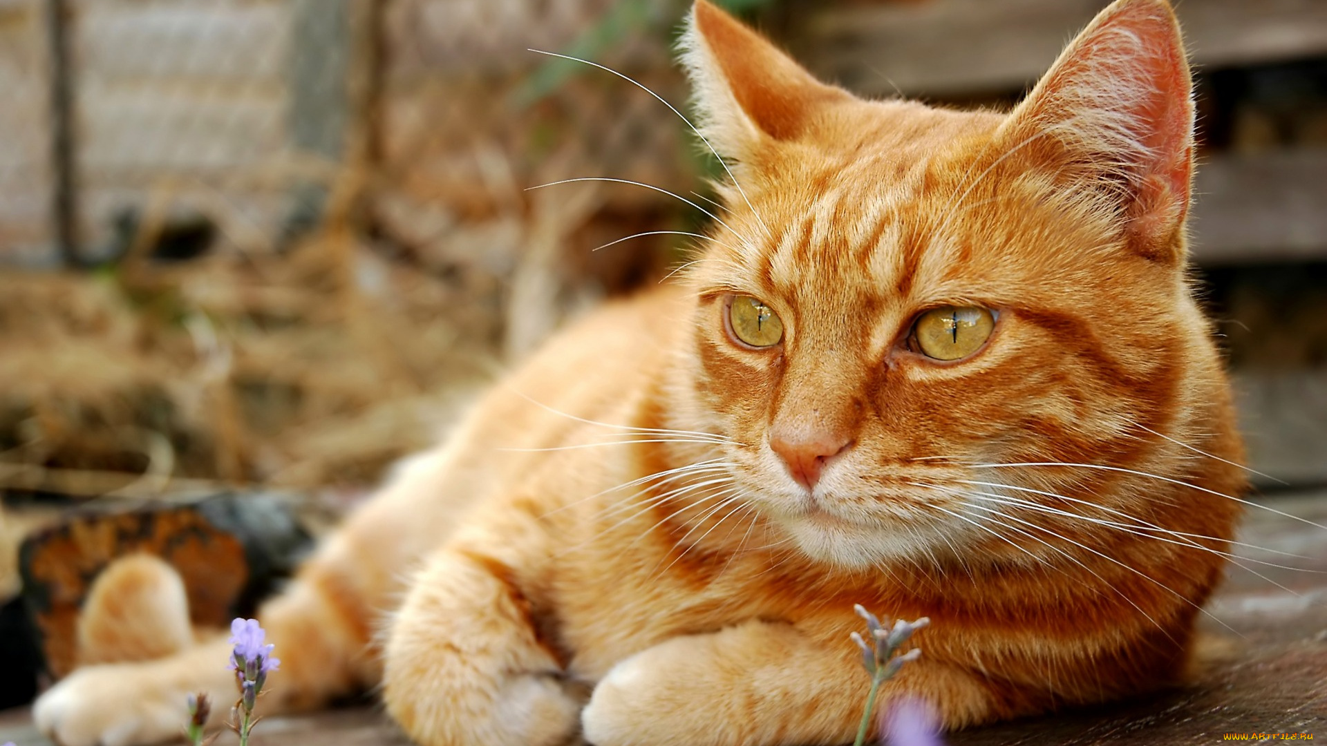 животные, коты, рыжий, цвет