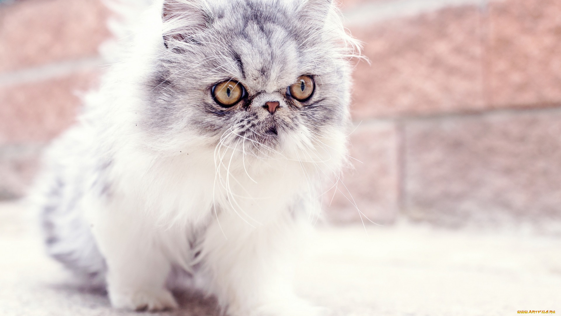 животные, коты, взгляд