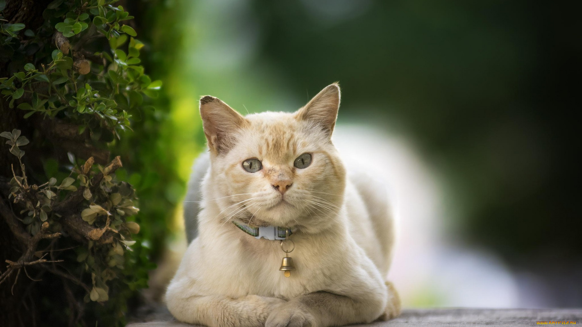 животные, коты, взгляд