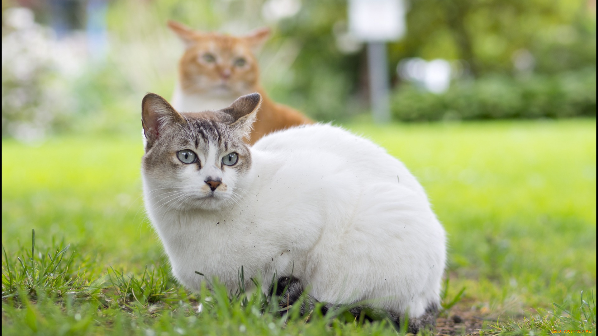 животные, коты, взгляд