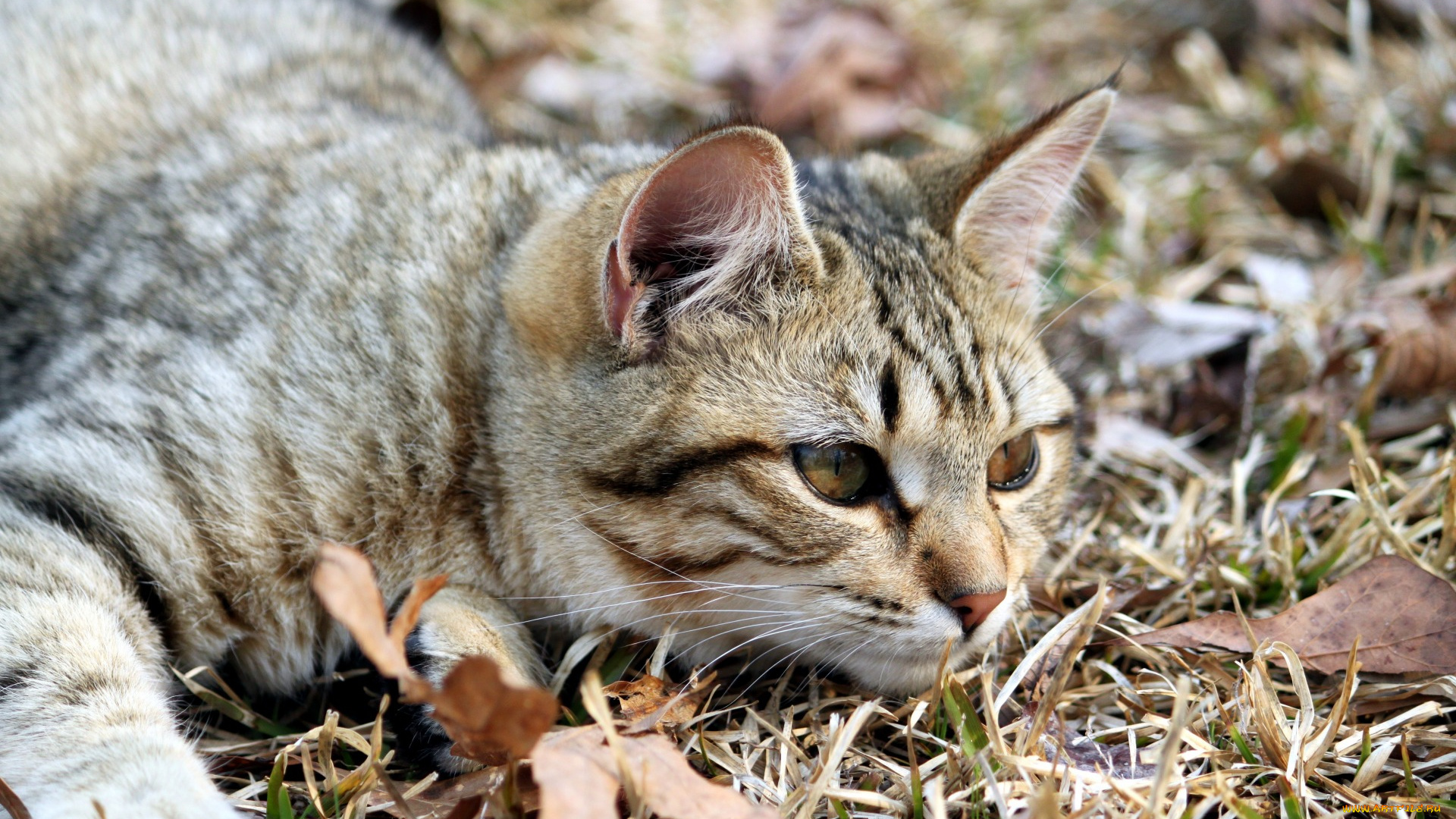 животные, коты, взгляд