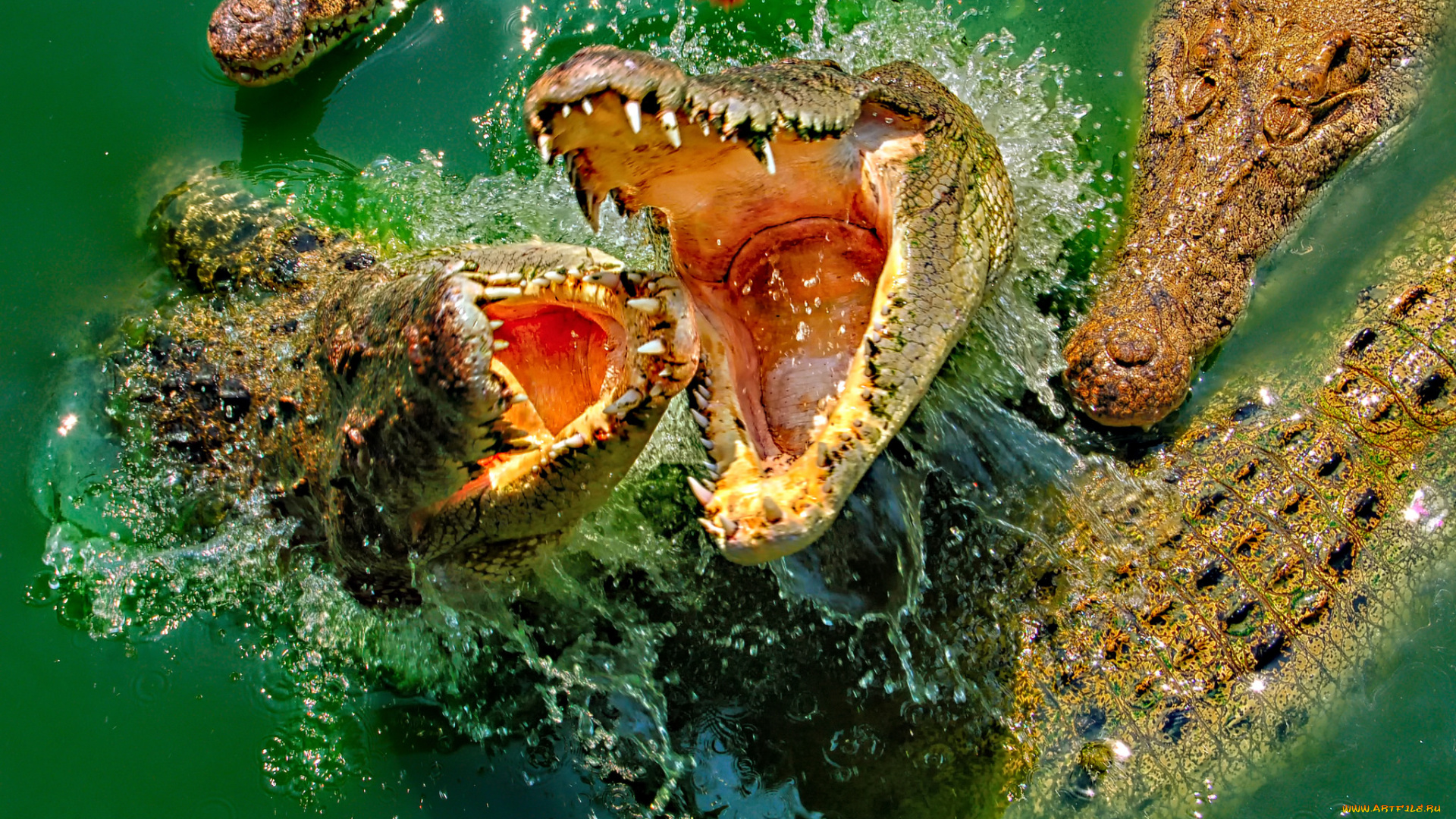 животные, крокодилы, хищник