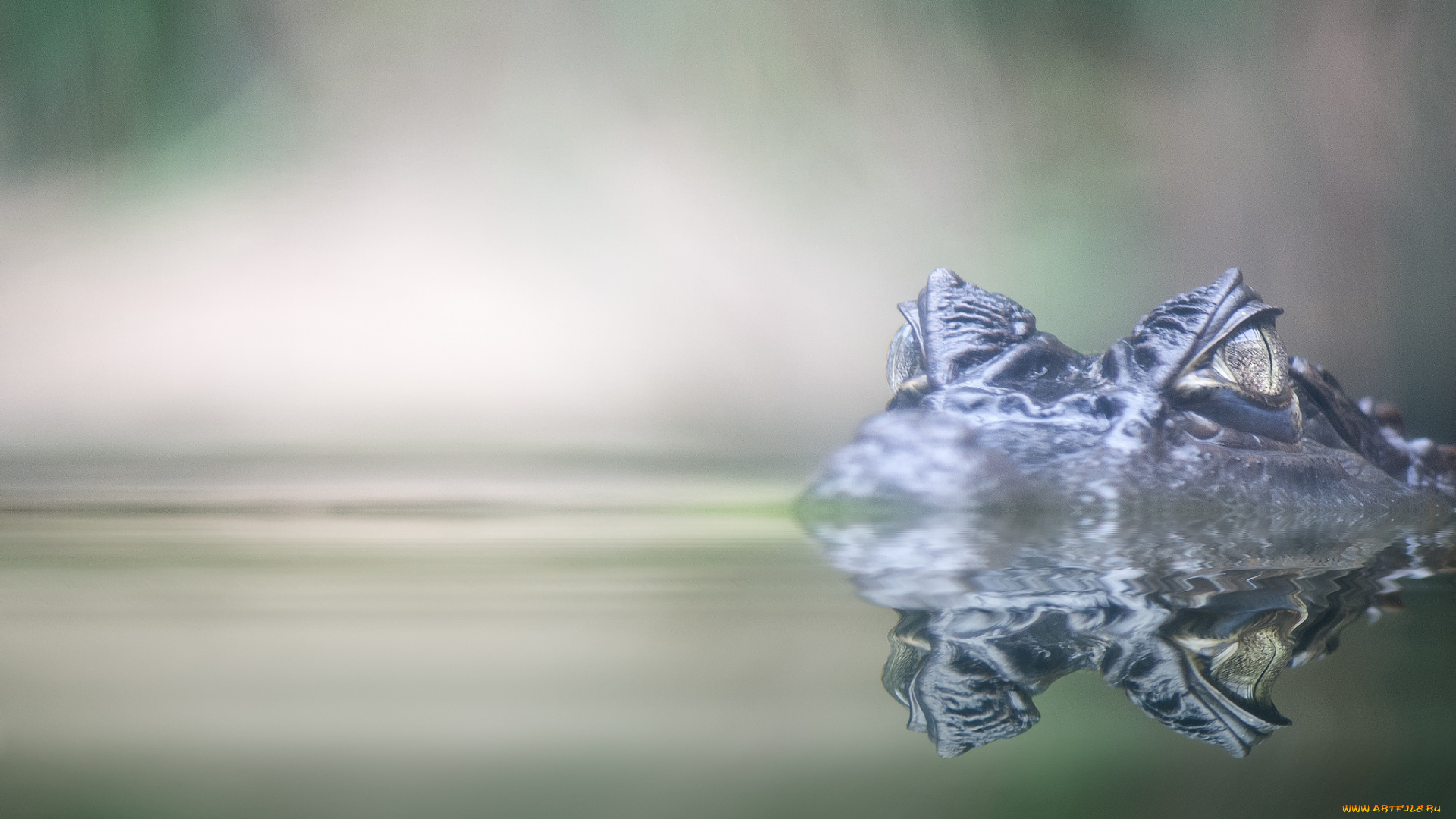 животные, крокодилы, крокодил, вода, глаза