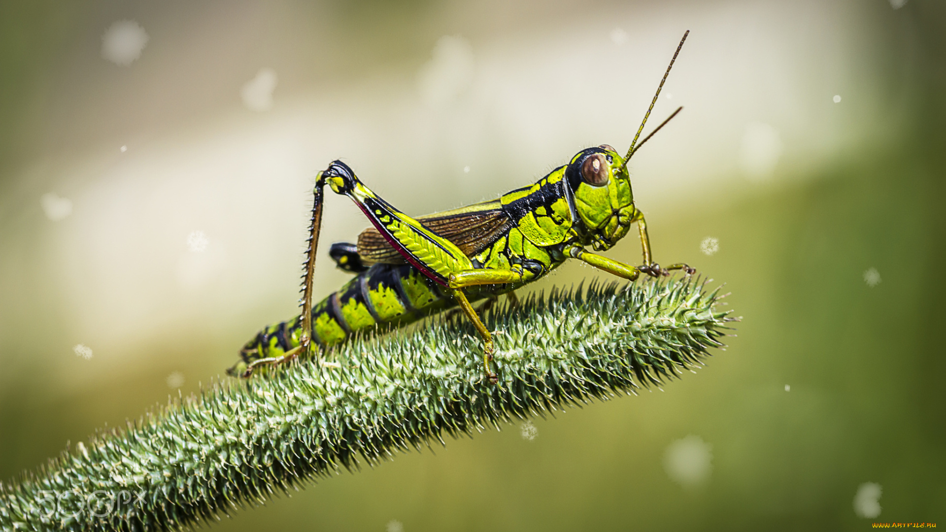животные, кузнечики, , саранча, насекомое, кузнечик, зеленый, саранча
