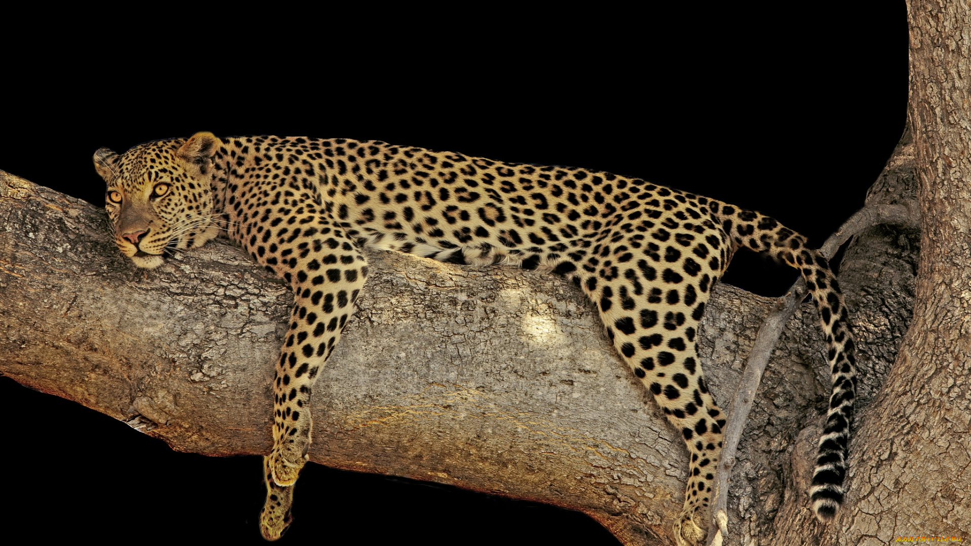 животные, леопарды, хищник