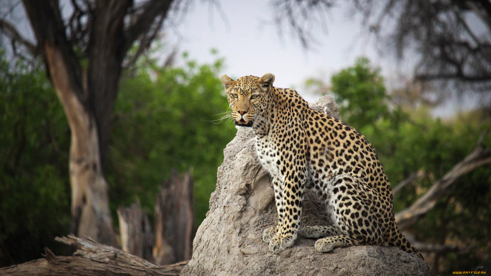 животные, леопарды, хищник