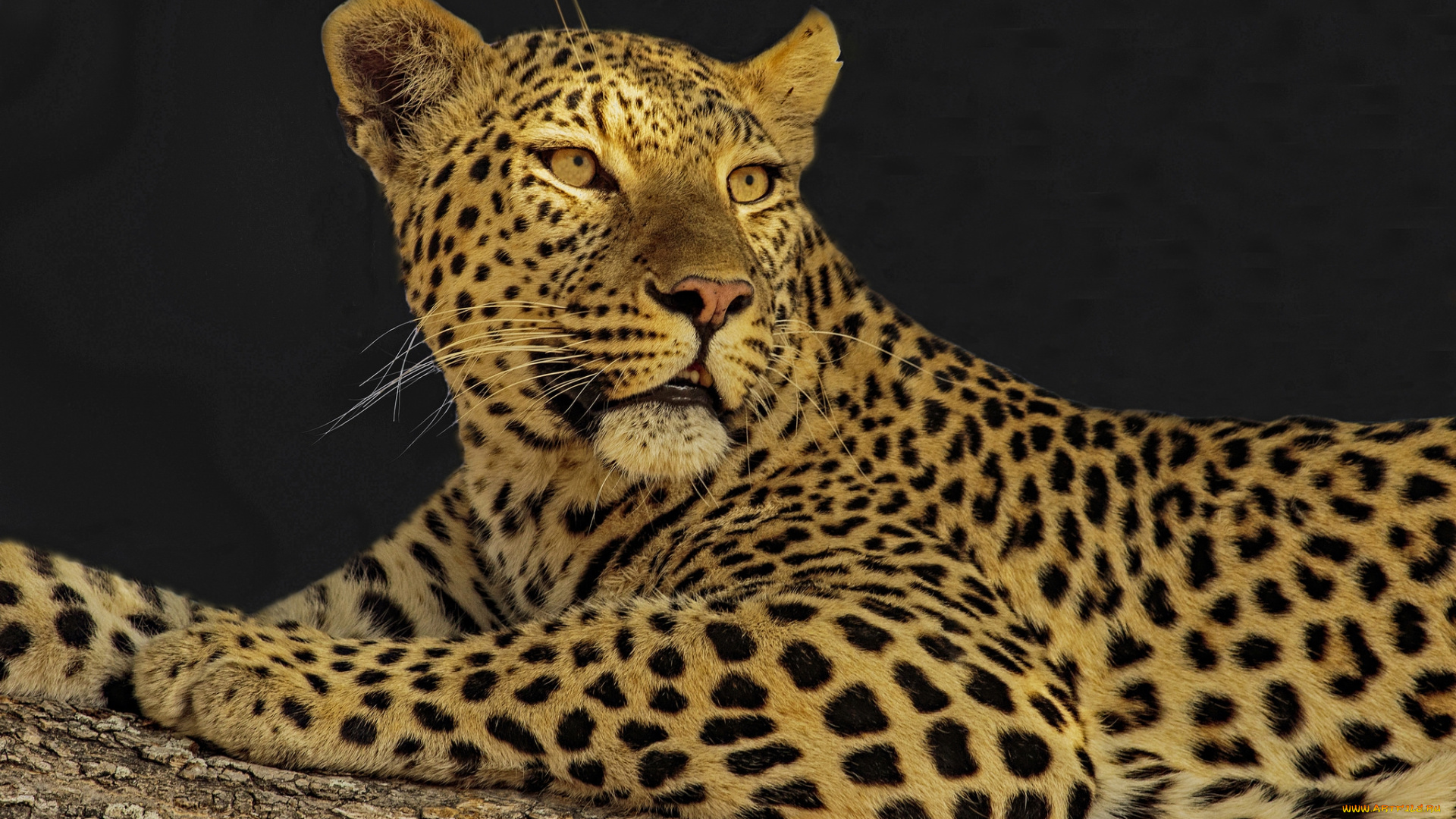 животные, леопарды, хищник