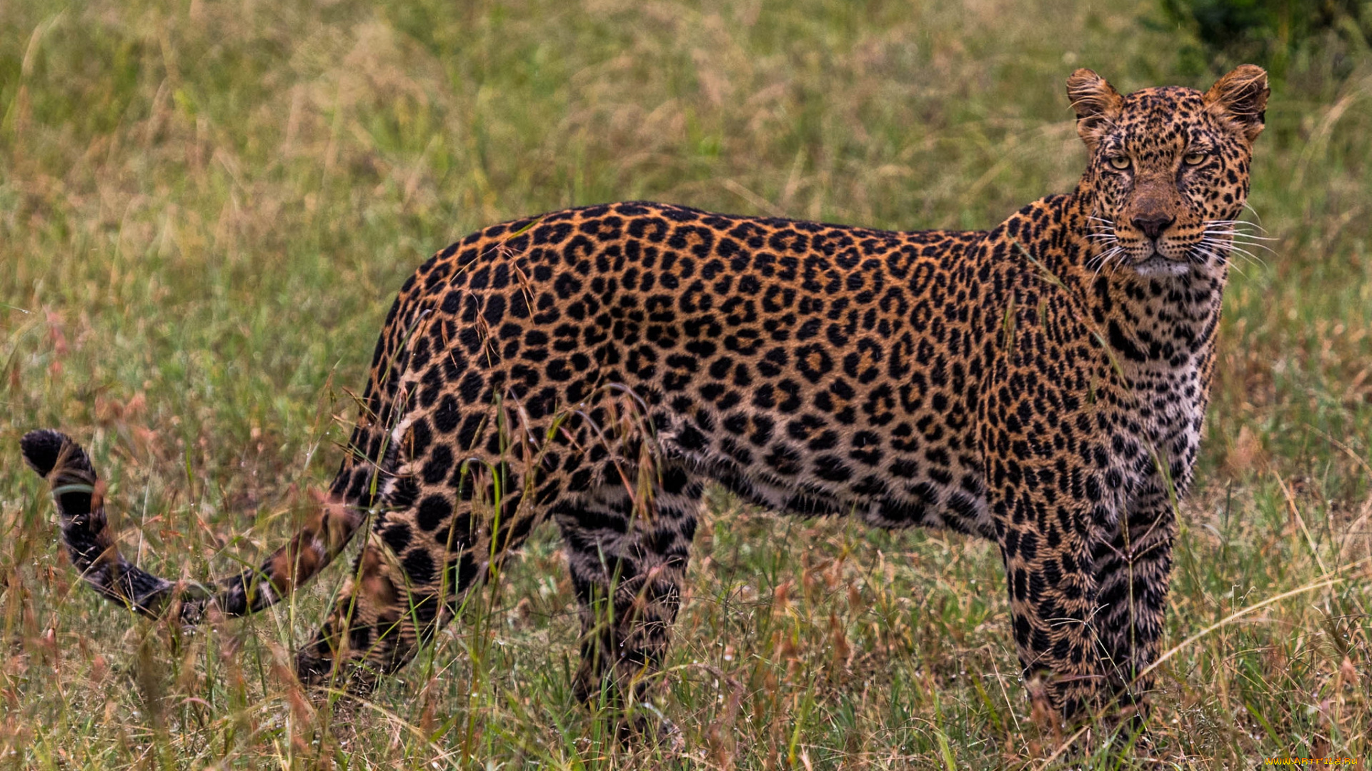 животные, леопарды, хищник