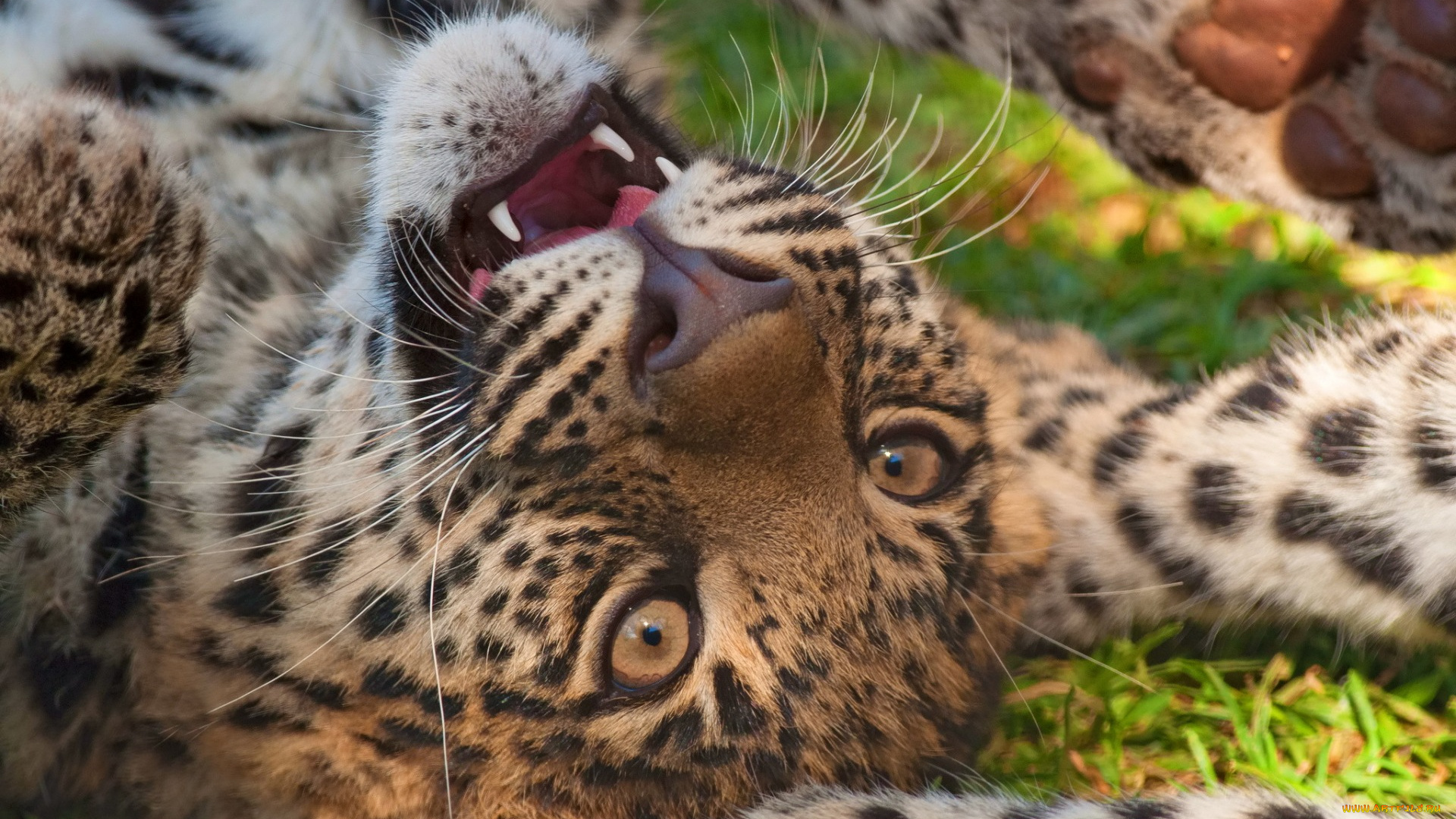 животные, леопарды, морда