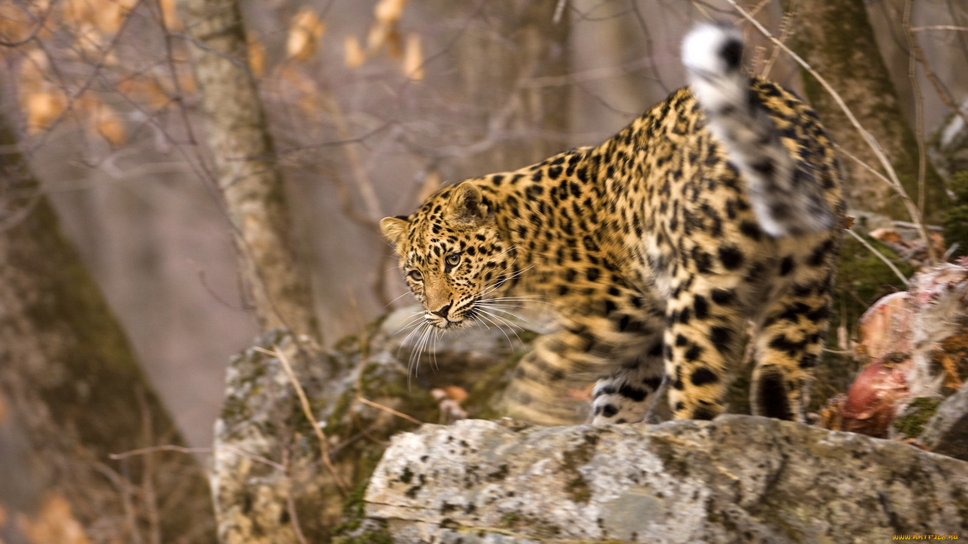 животные, леопарды, взгляд