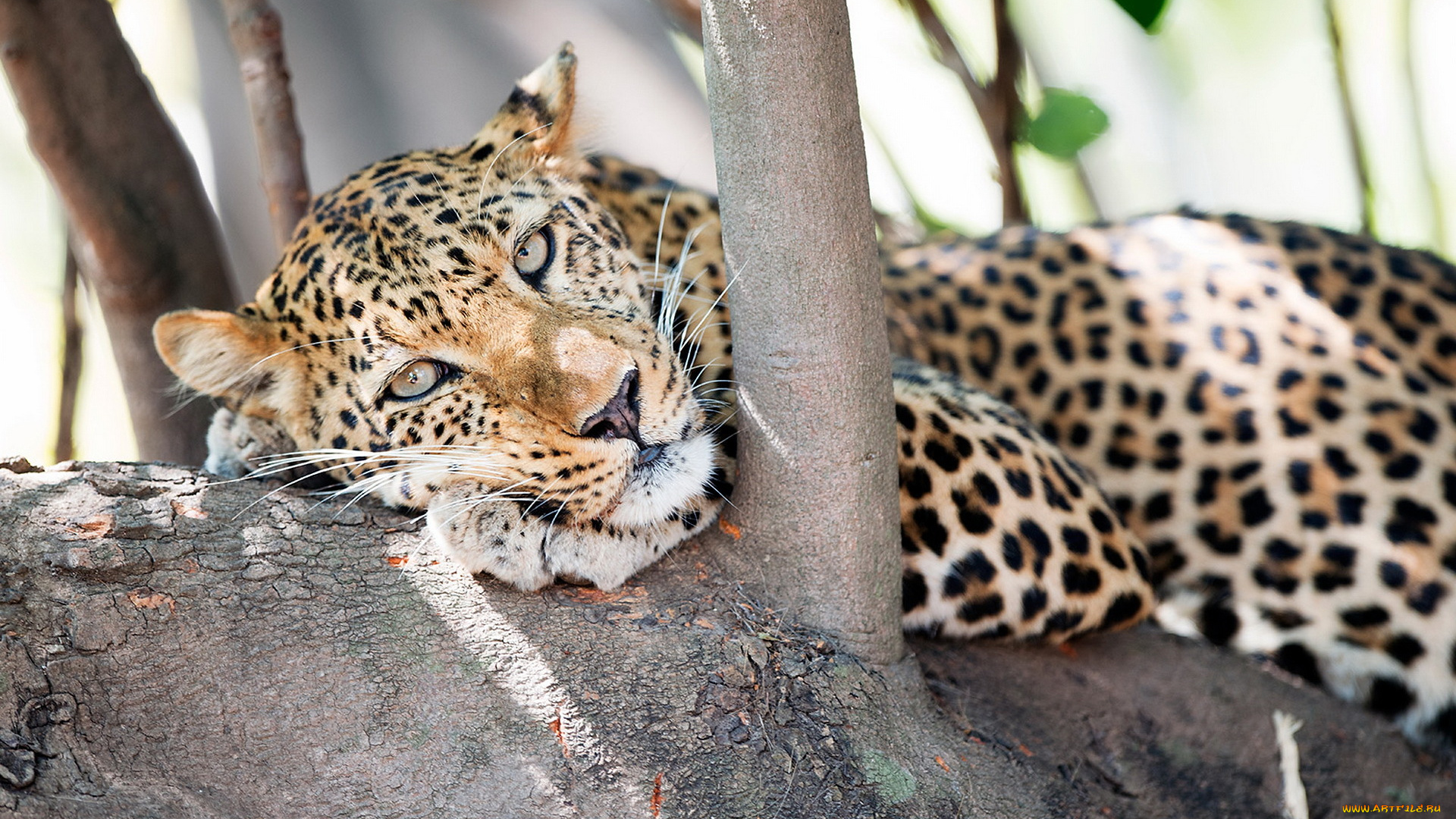 животные, леопарды, взгляд