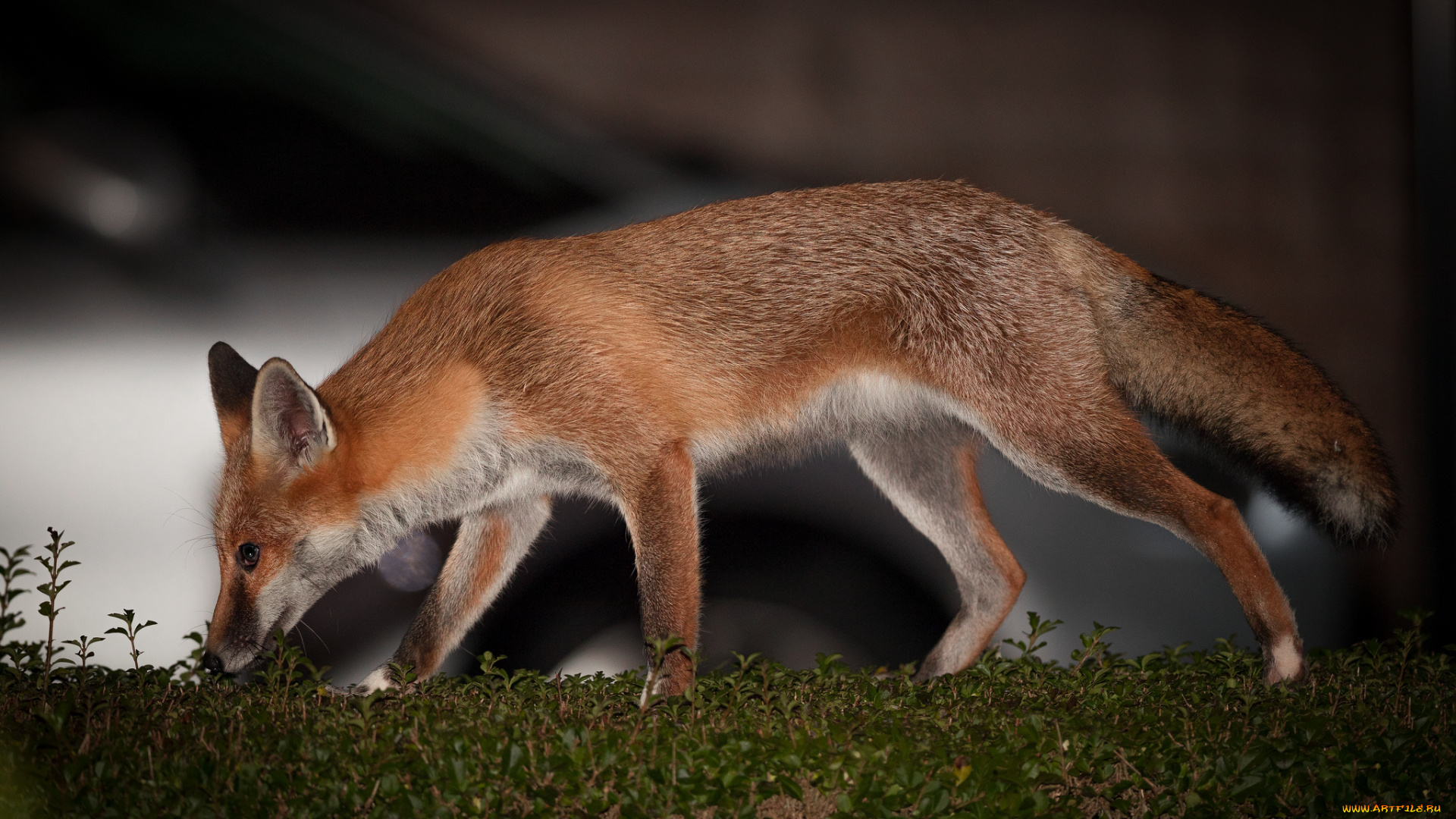 животные, лисы, лиса, нюхает, ушки, мордочка, взгляд