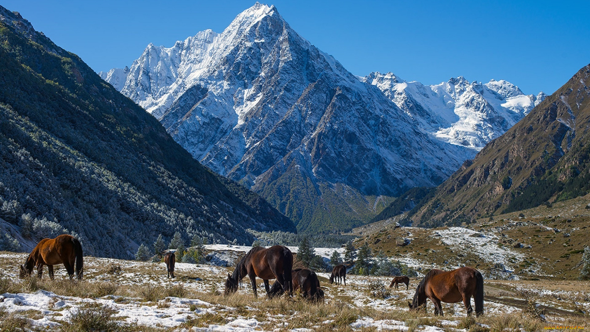 животные, лошади, чегемское, ущелье, хасан, журтов, горы, тихтенген, снег