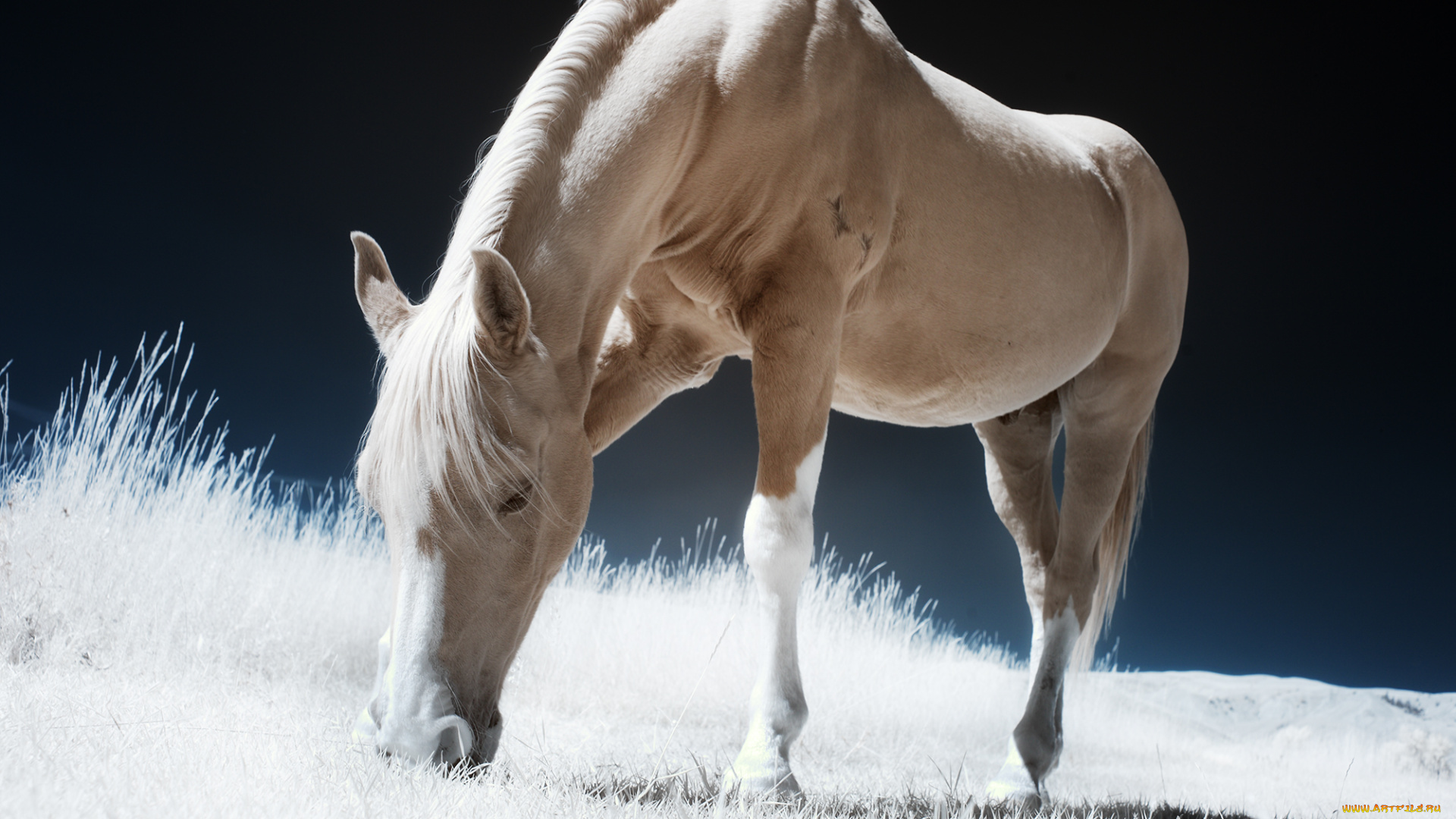 животные, лошади, пастбище, природа, животное, грива, лошадь