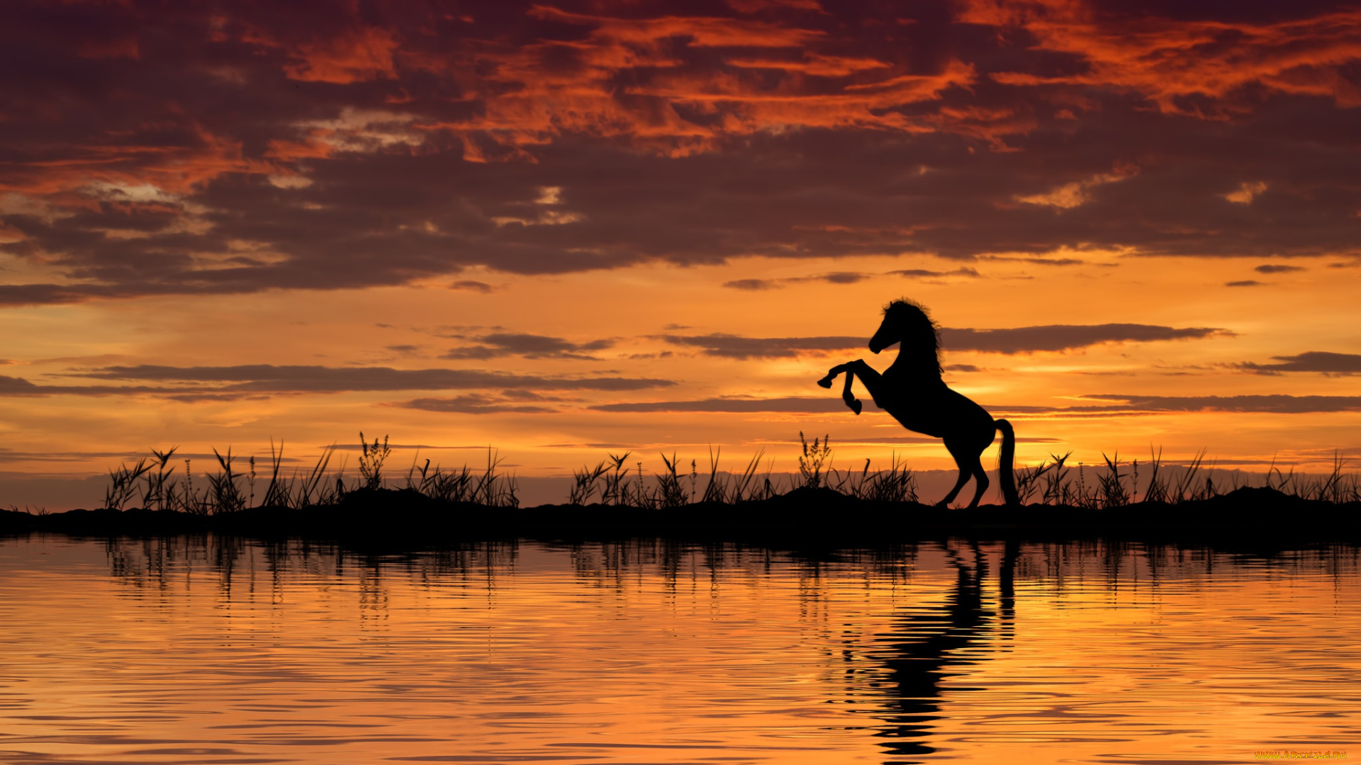животные, лошади, закат, лошадь, вода, конь