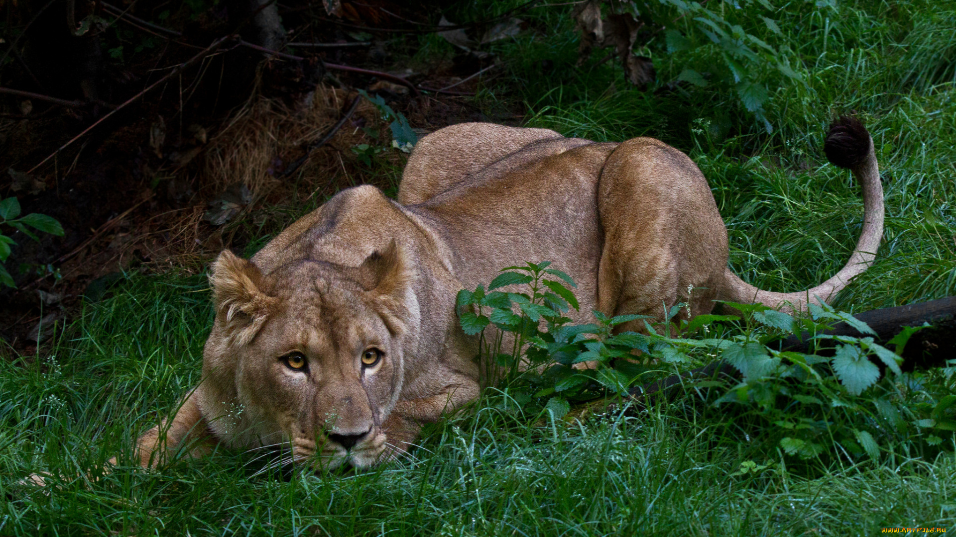 животные, львы, хищник