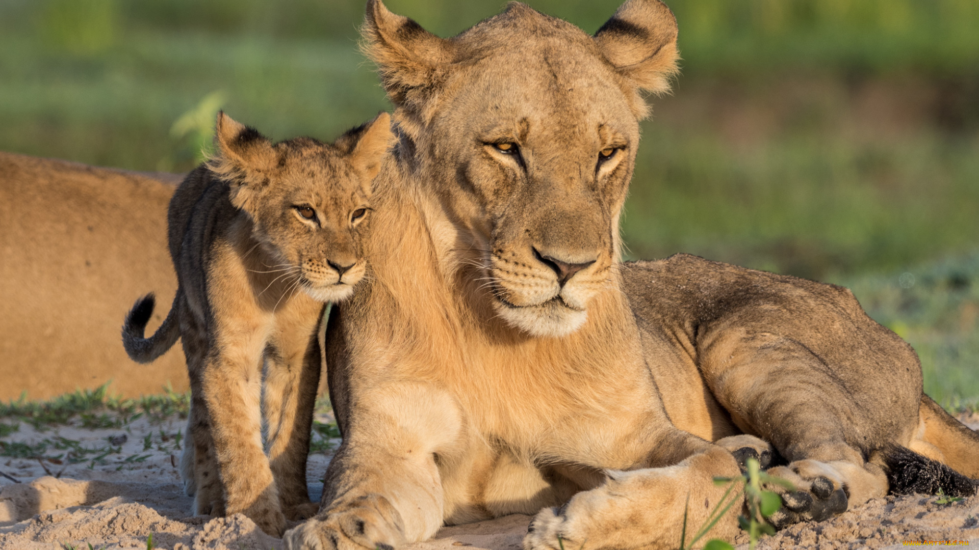 животные, львы, хищник