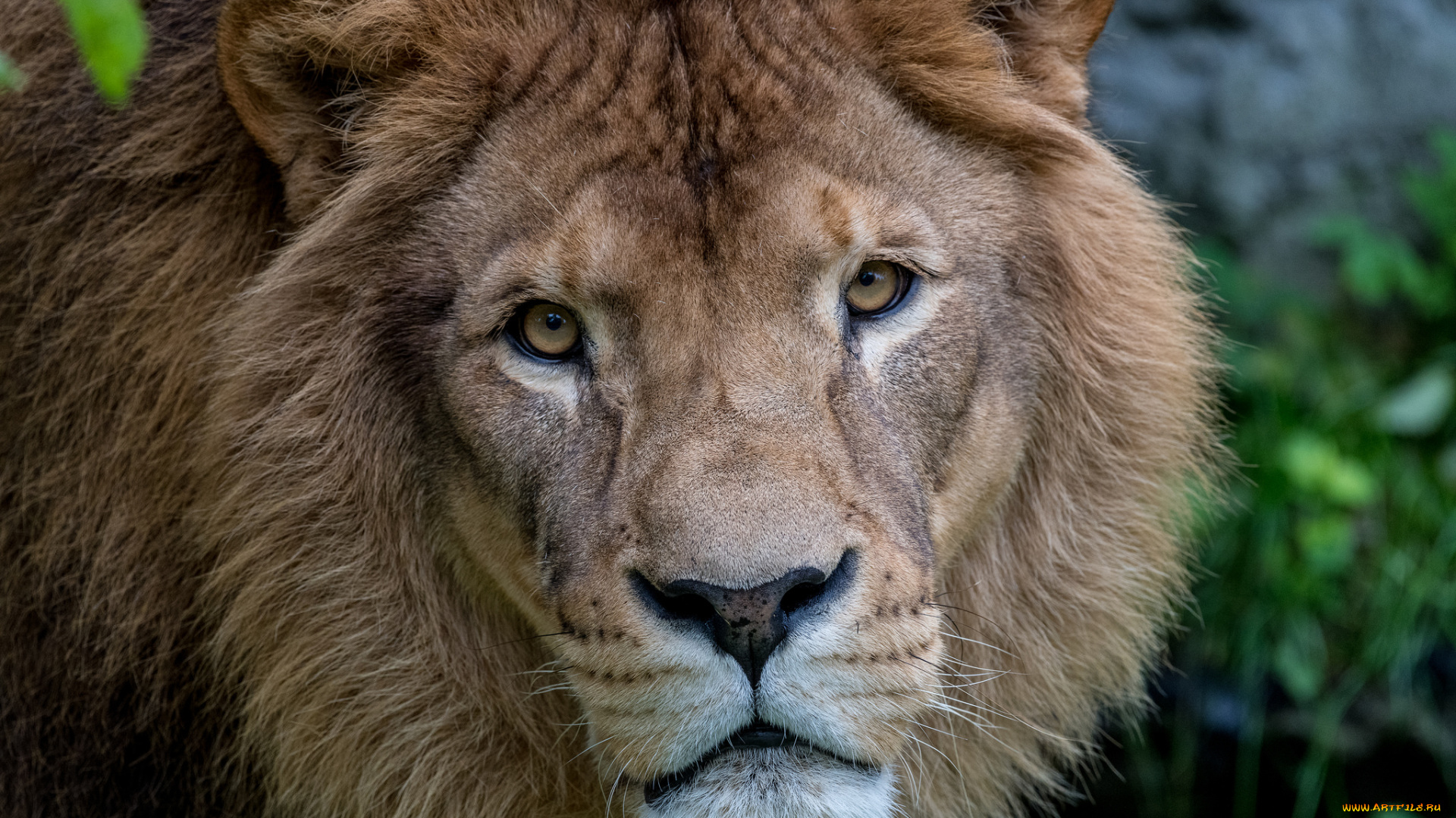 животные, львы, животное, взгляд, морда, лев