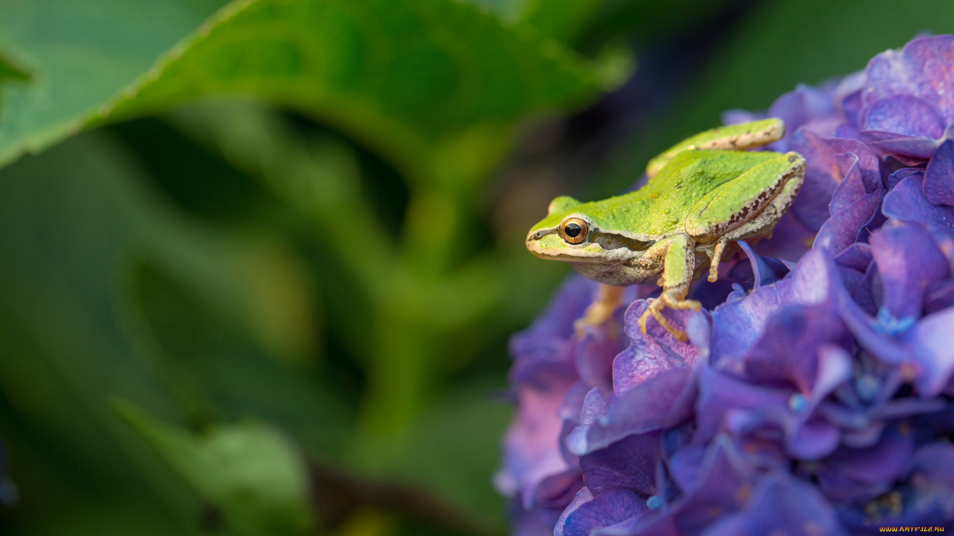 животные, лягушки, гортензия, цветок, трава, природа, зеленая, лягушка, листья